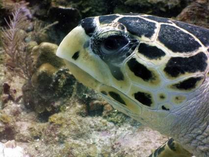 Trunkfish