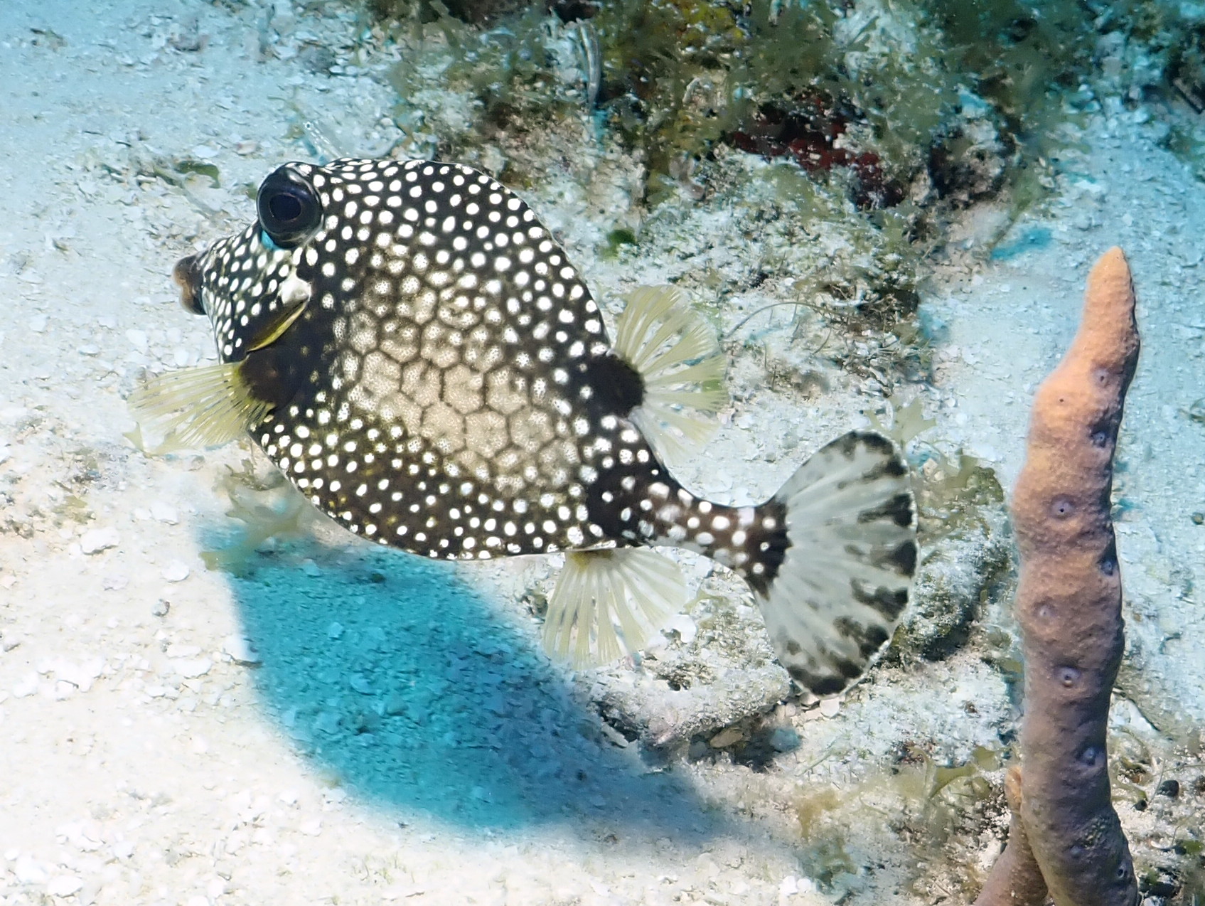 trunkfish