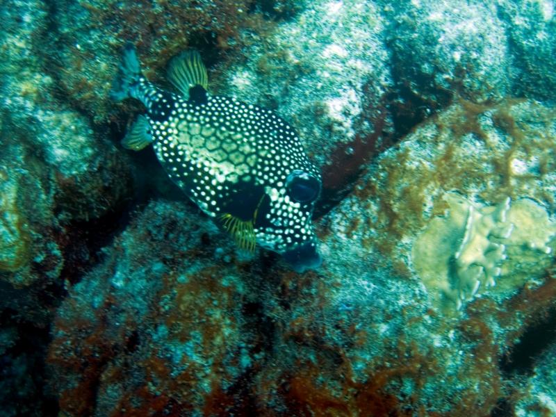 TrunkFish1