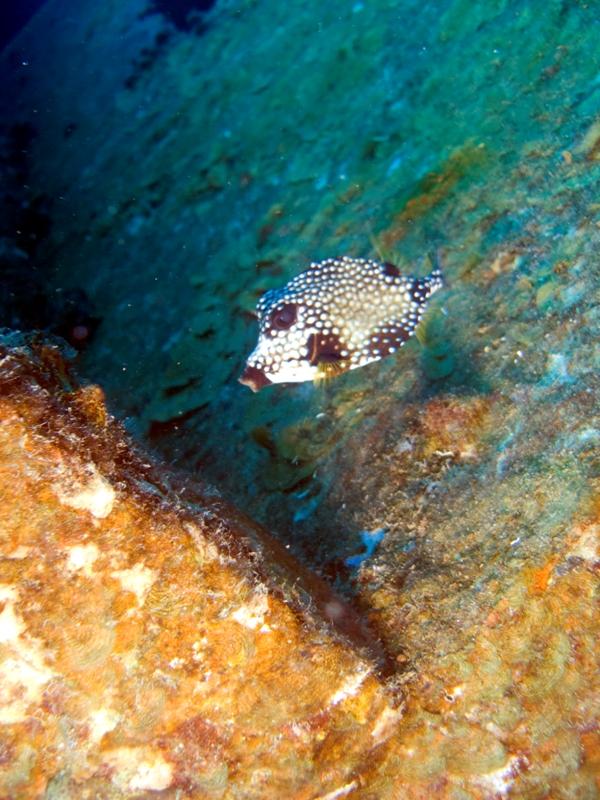 TrunkFishontheHooker