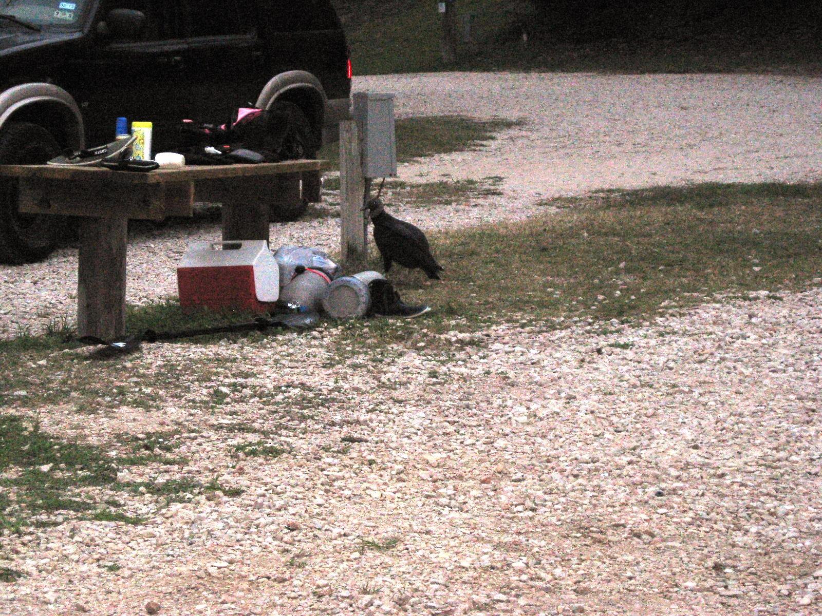 Tubing and kayaking at the Comal