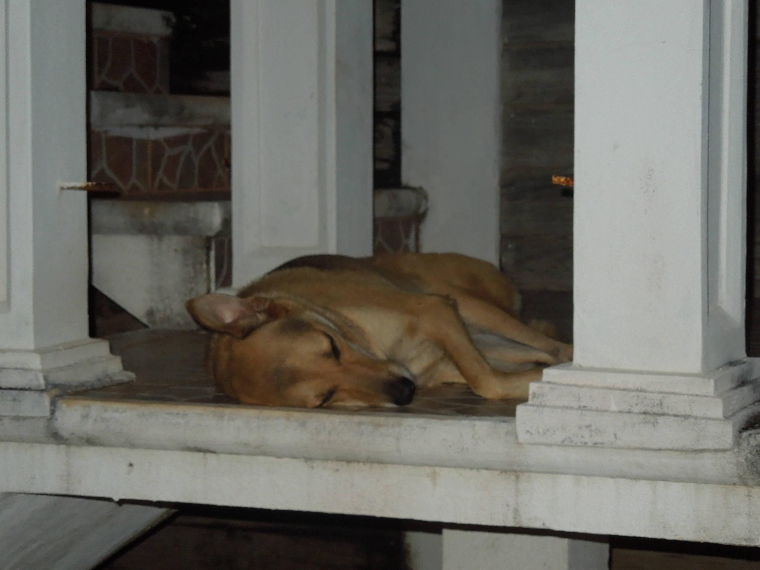 tuckered out