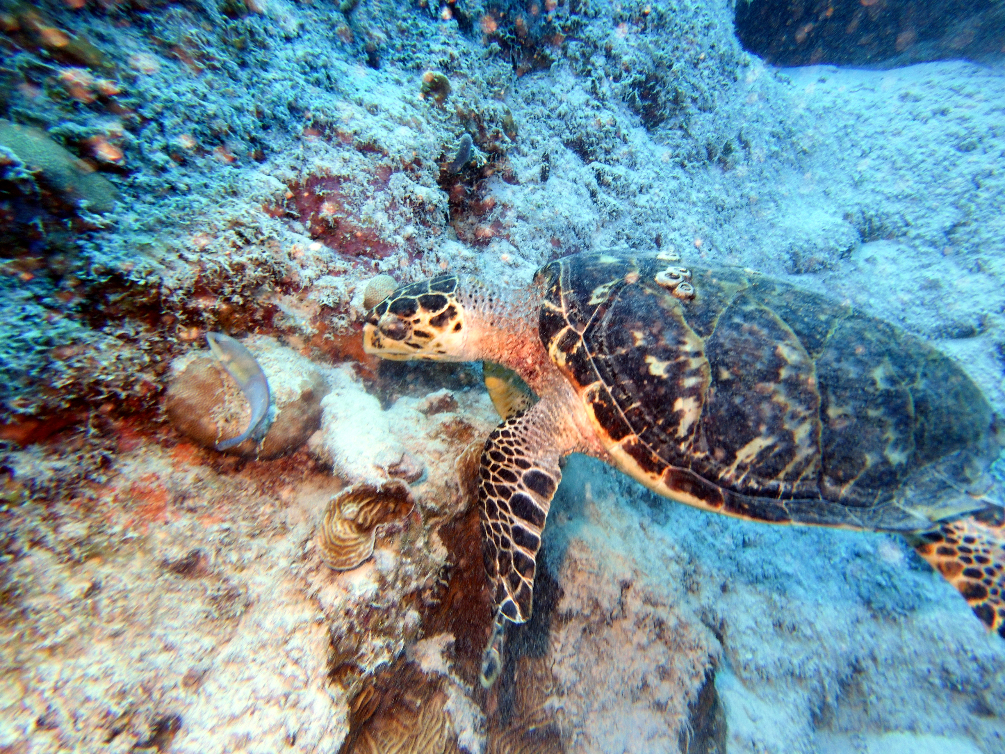 Turtle at Director's Baii