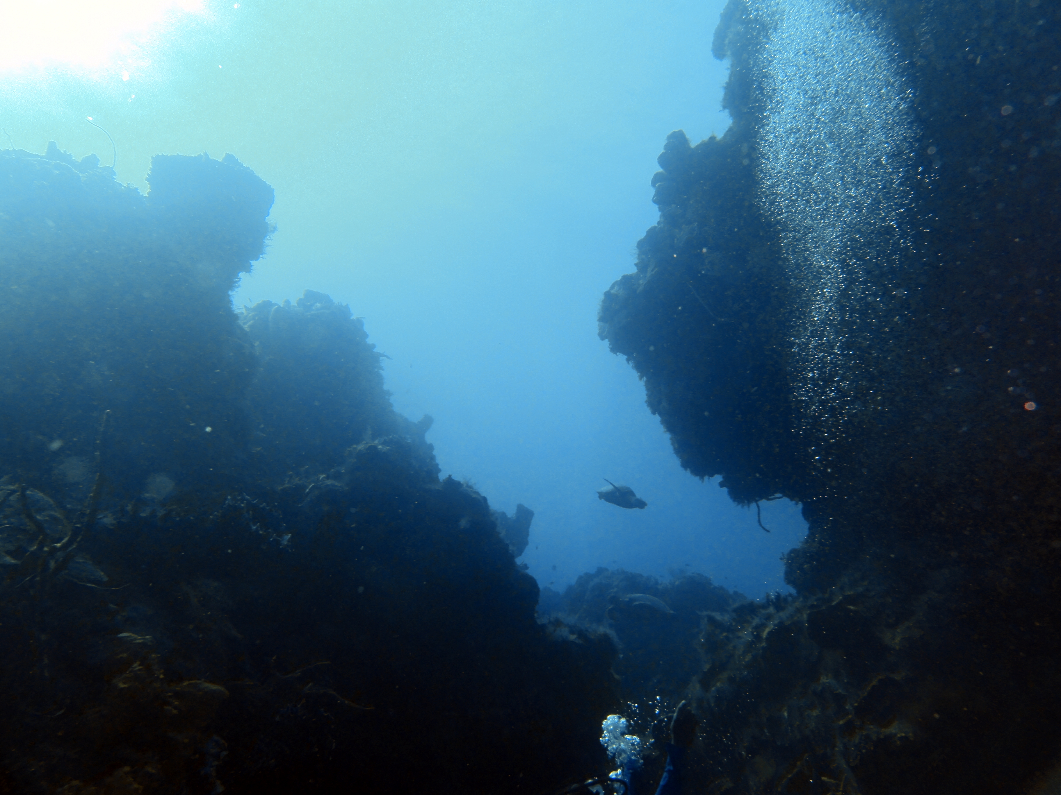 Turtle came by for a visit