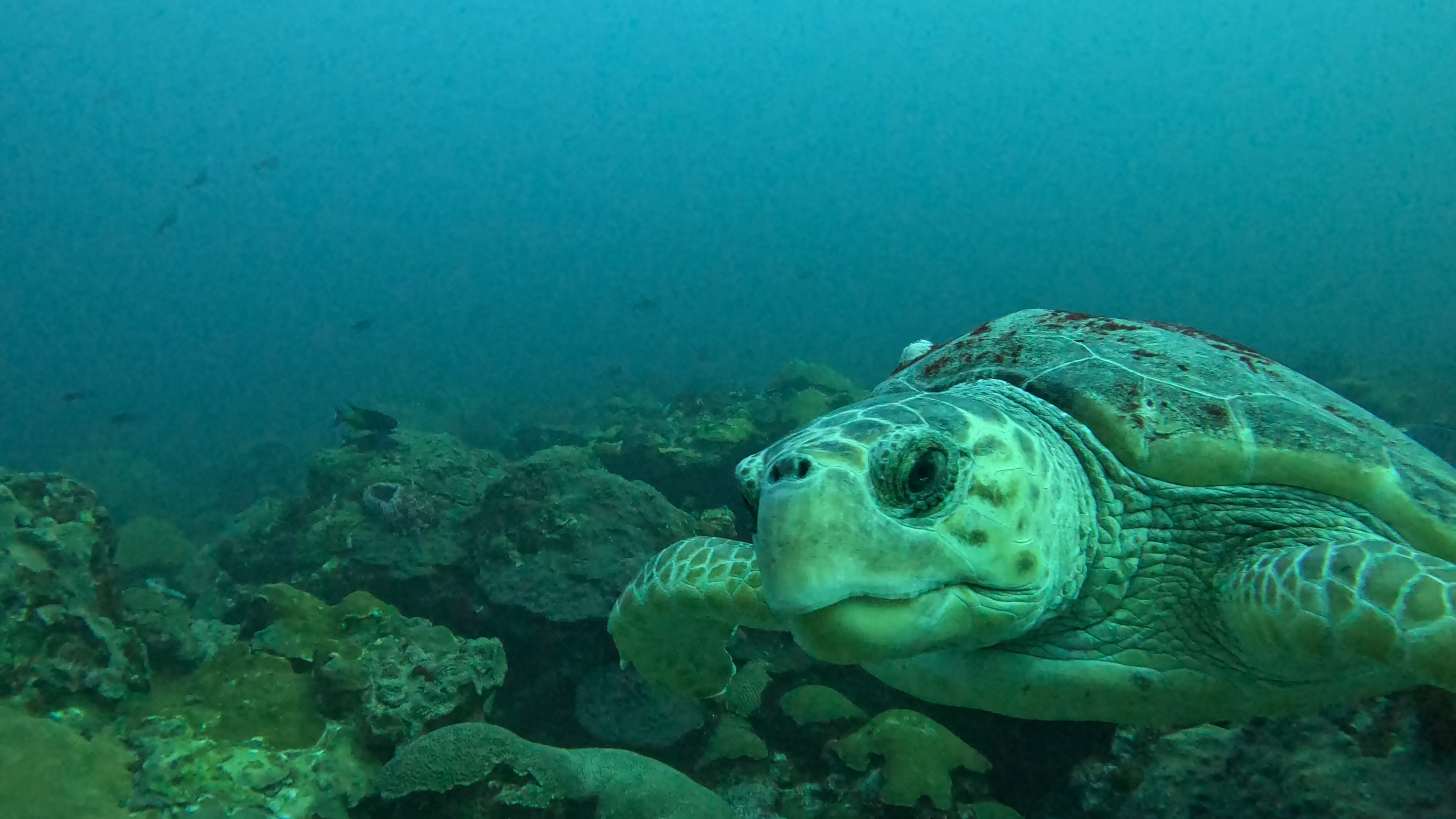 Turtle Closeup