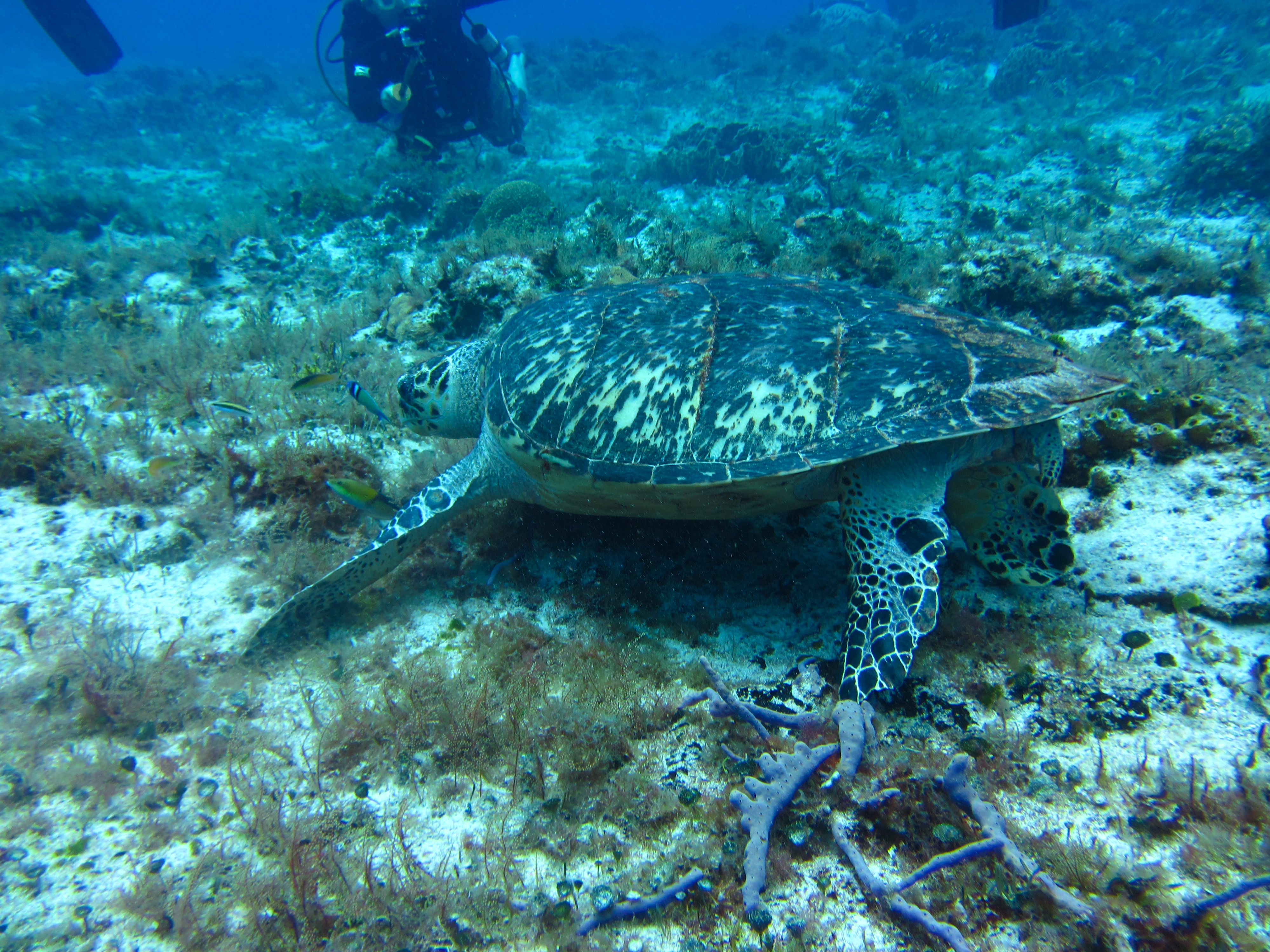 Turtle Feeding  6130