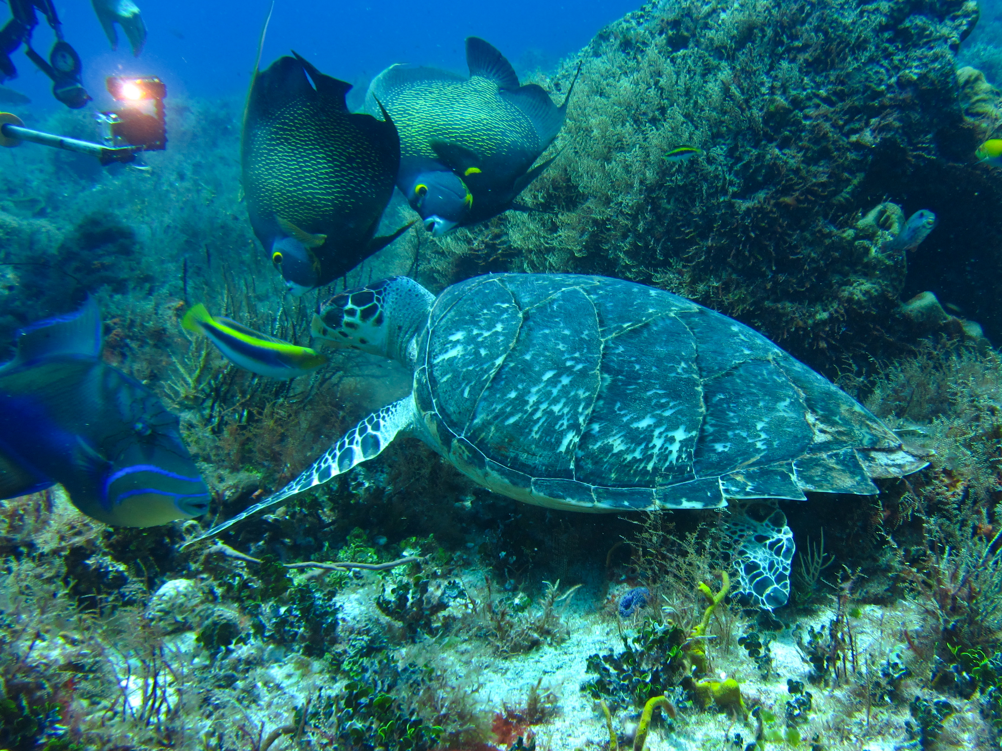 Turtle Feeding With French Angelfish Helping 1 6153