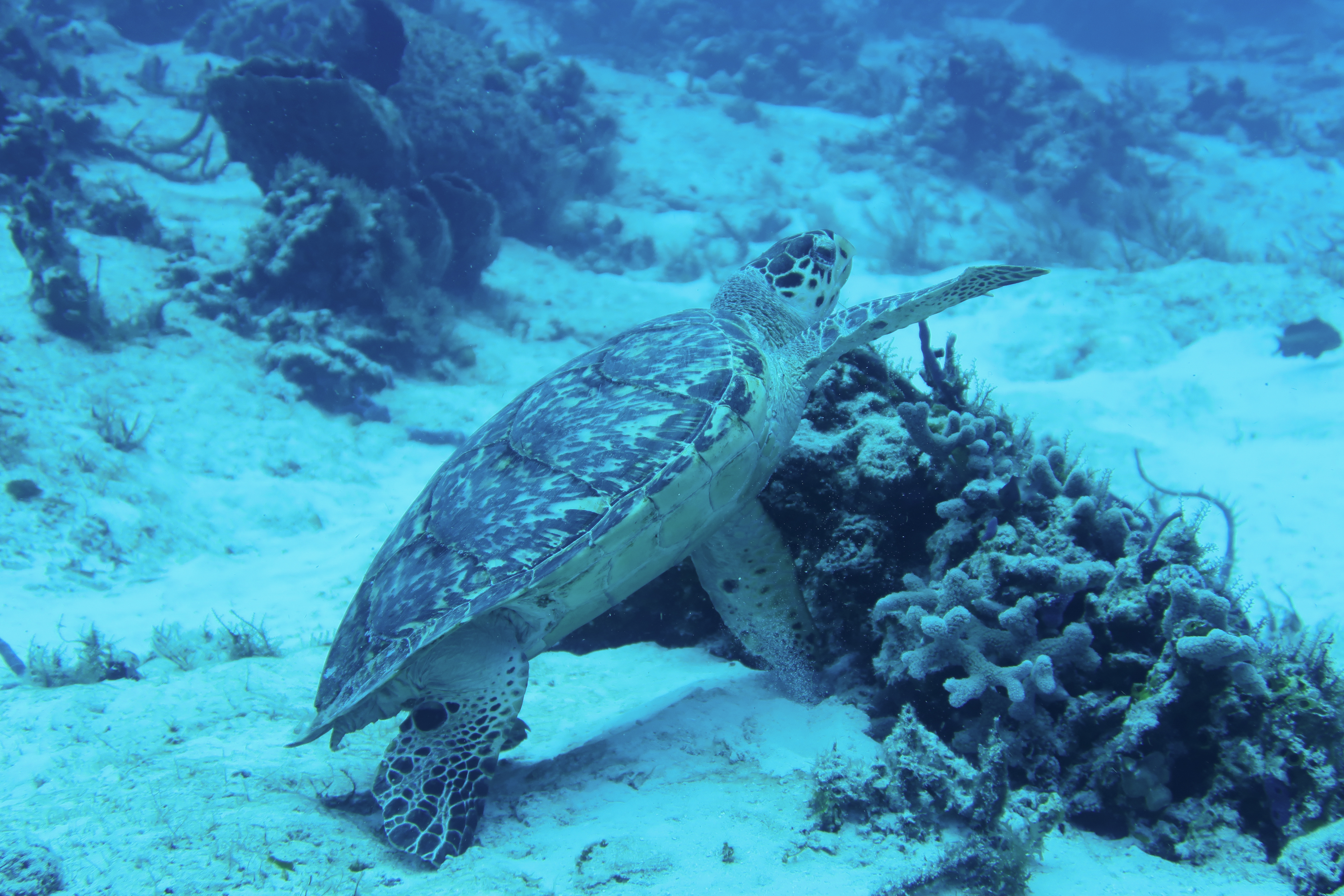 Turtle heading upcurrent while eating