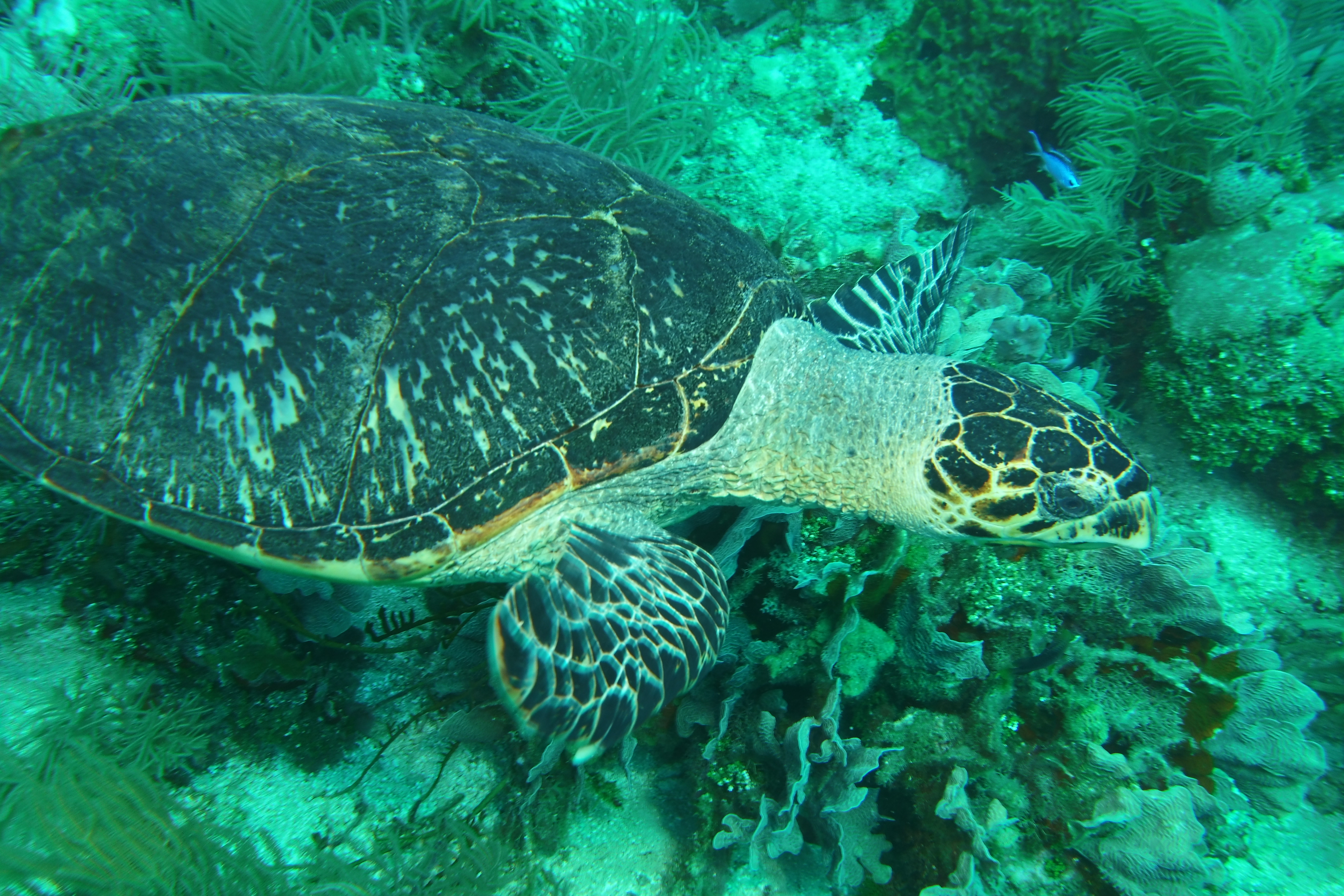 Turtle Roatan March 2022