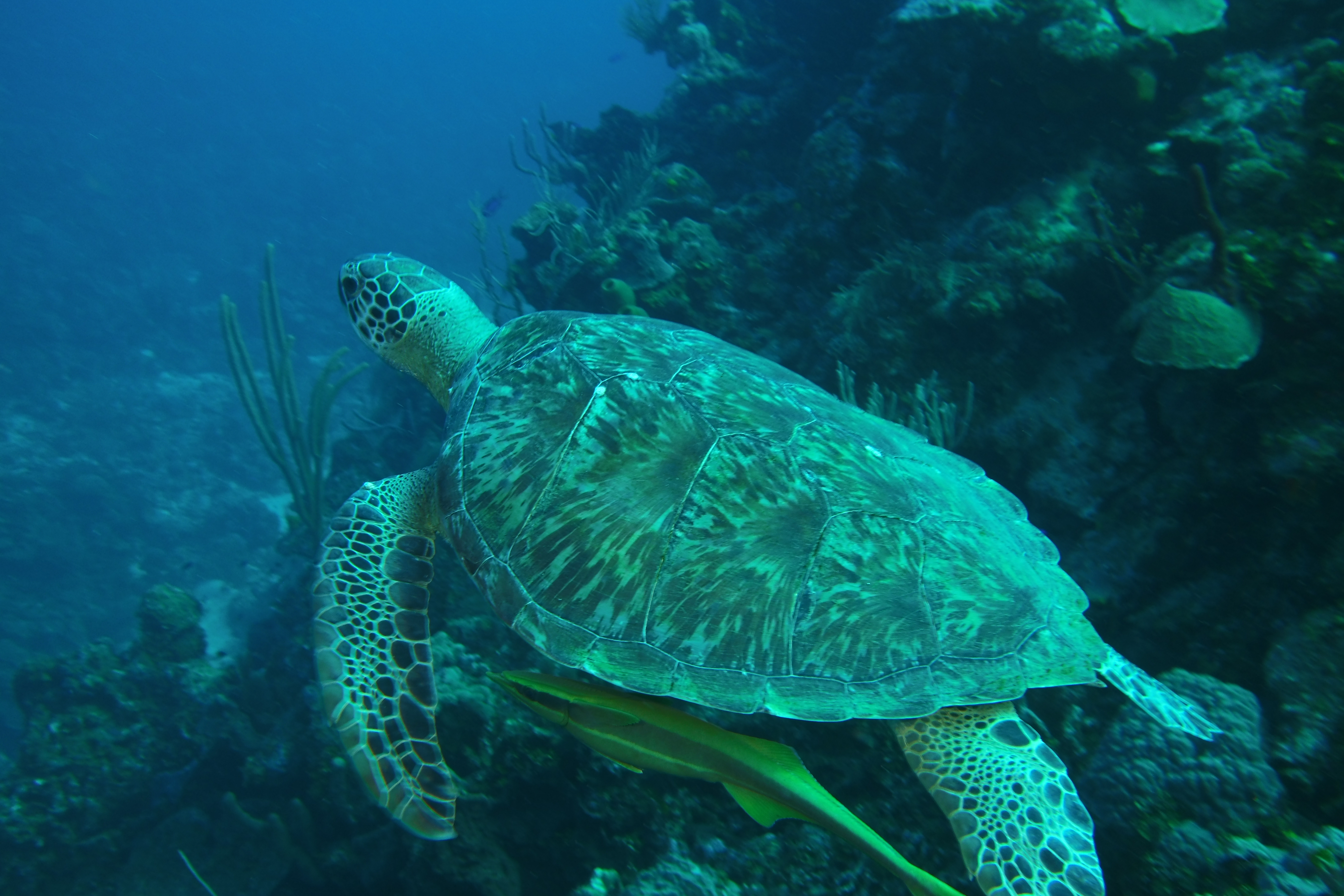 Turtle swimming away