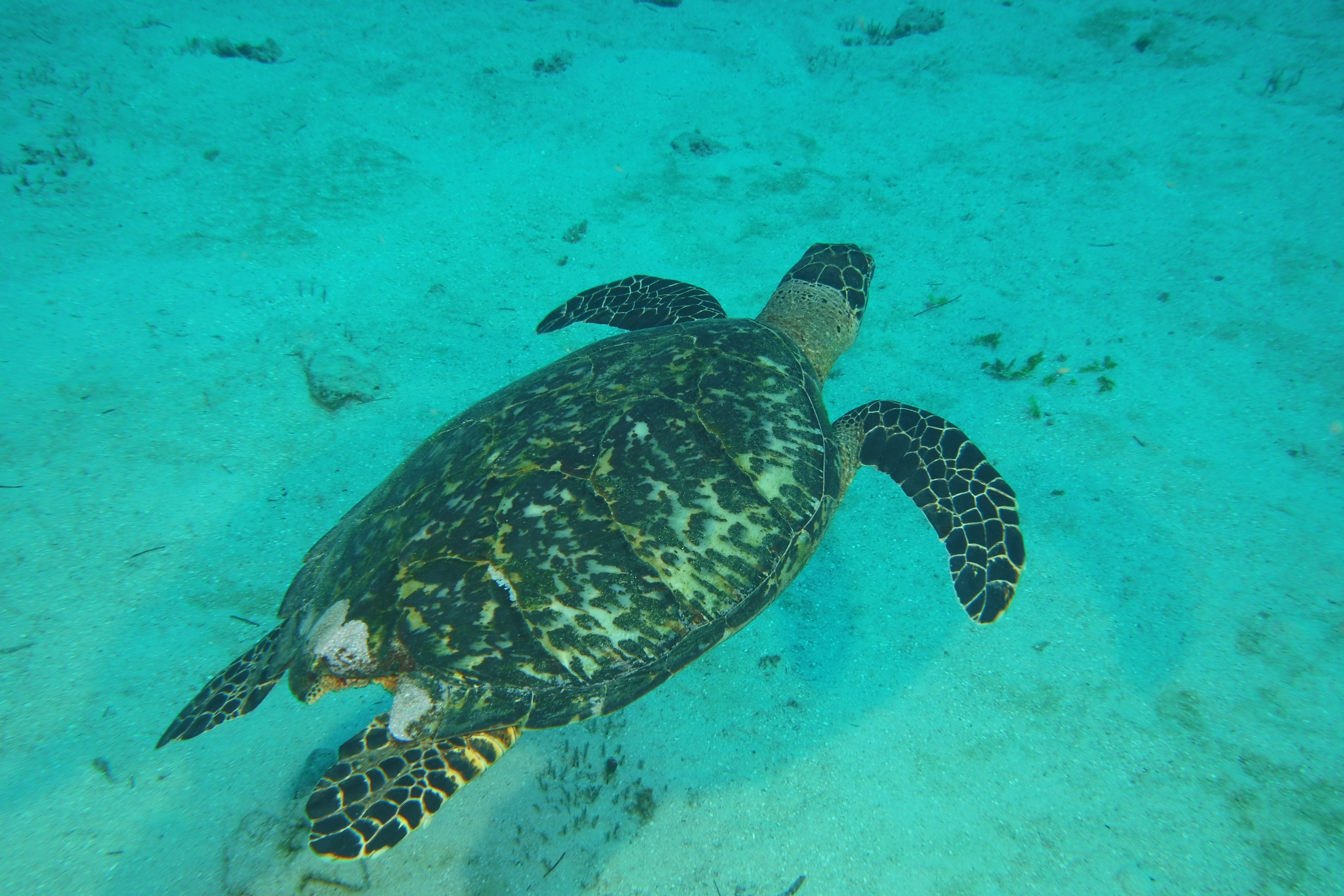 Turtle swimming away