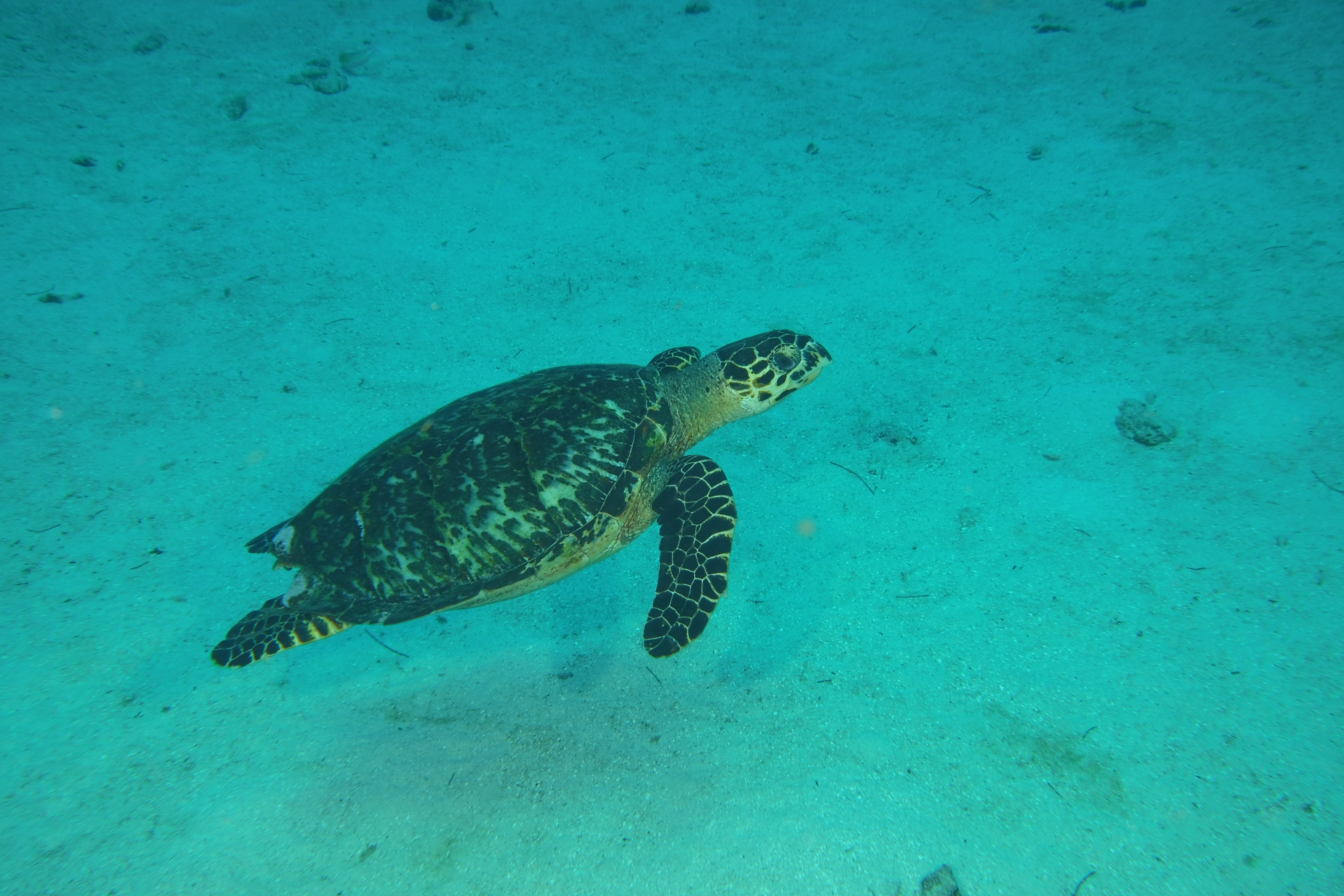 Turtle swimming