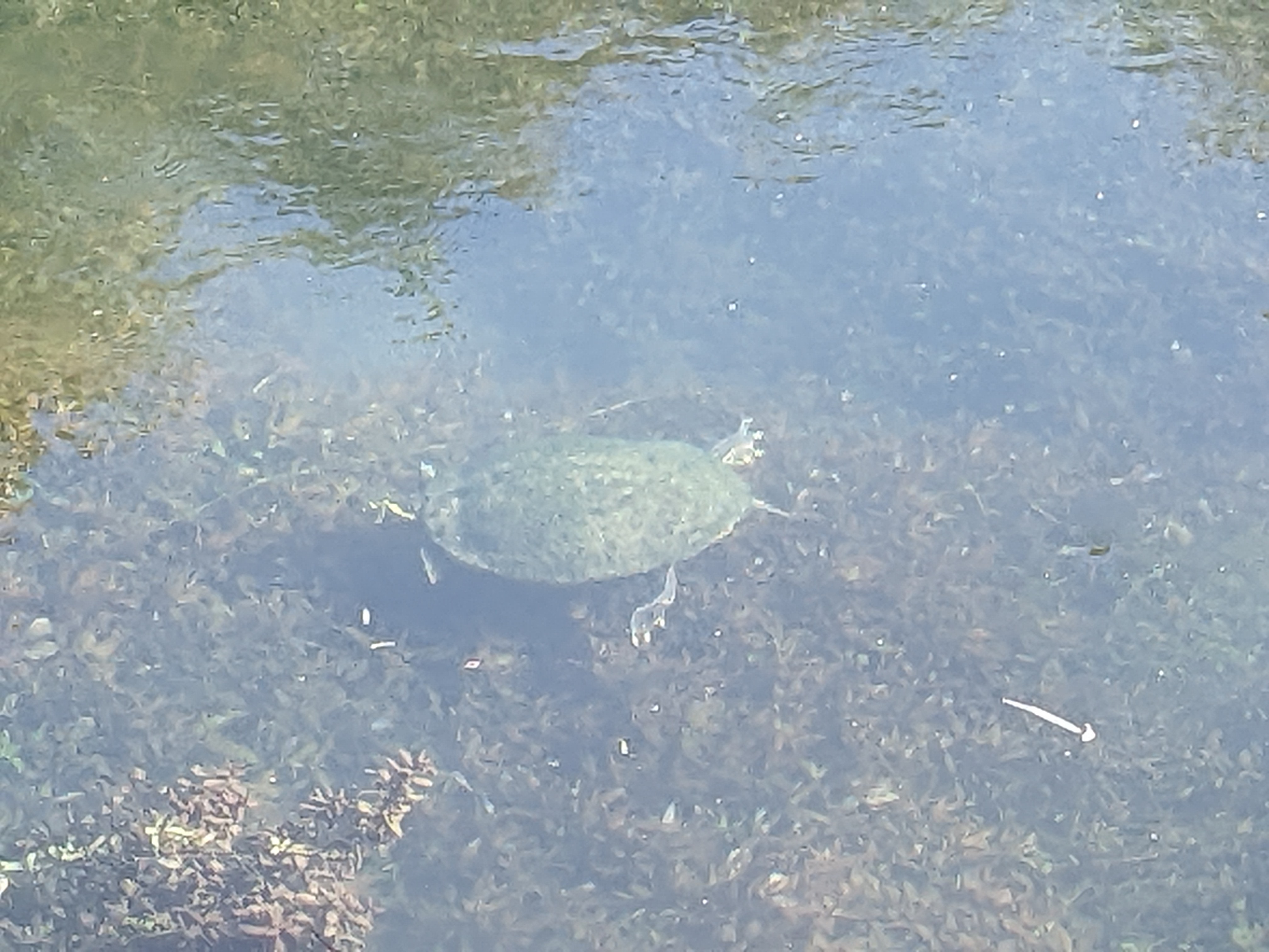 Turtle visit 3