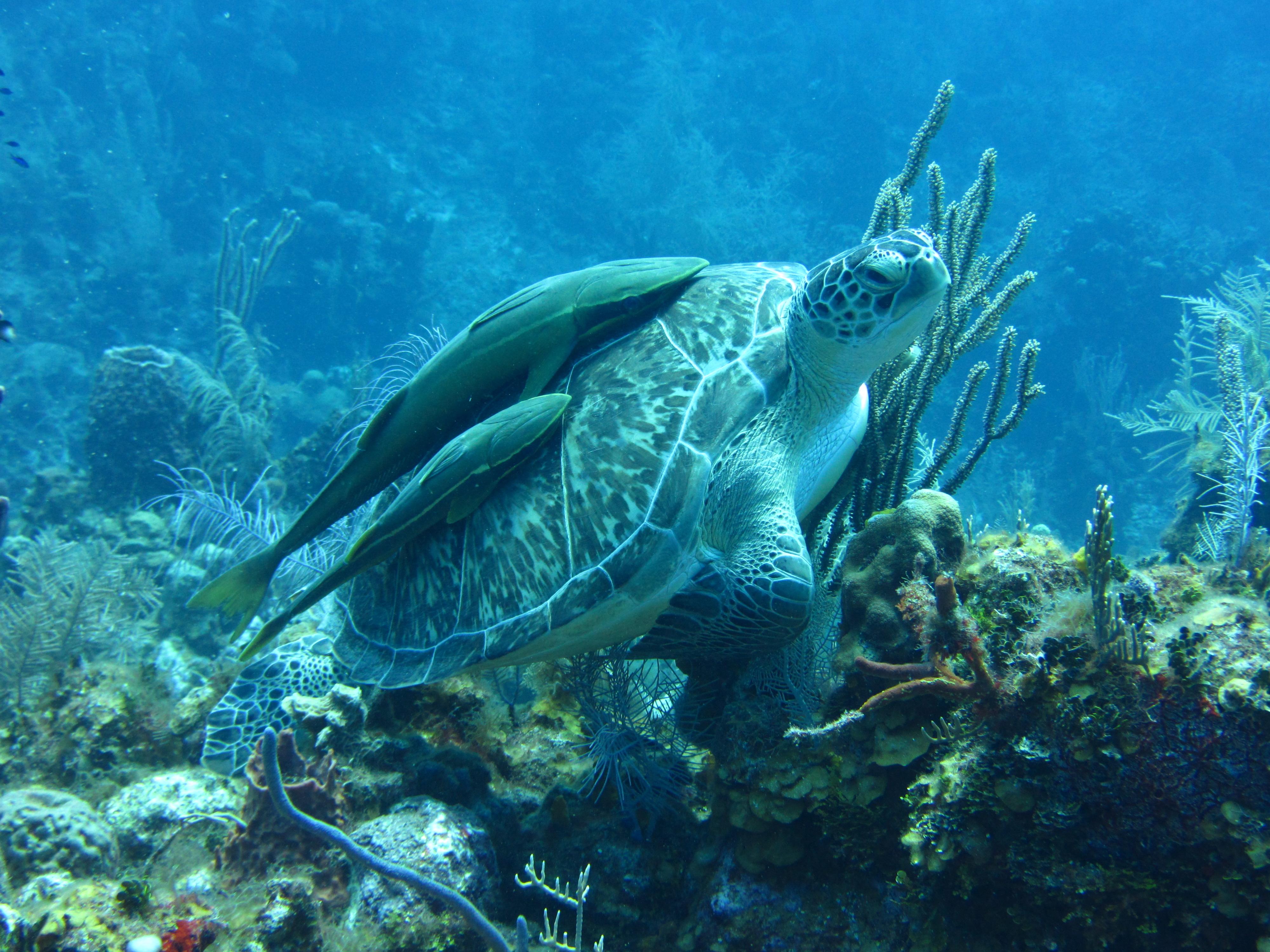 Turtle with Remoras