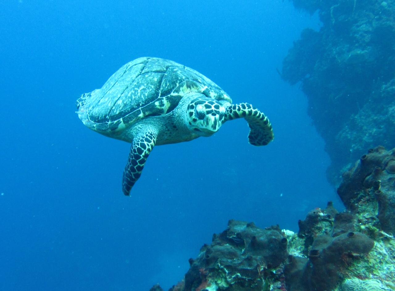 Turtle