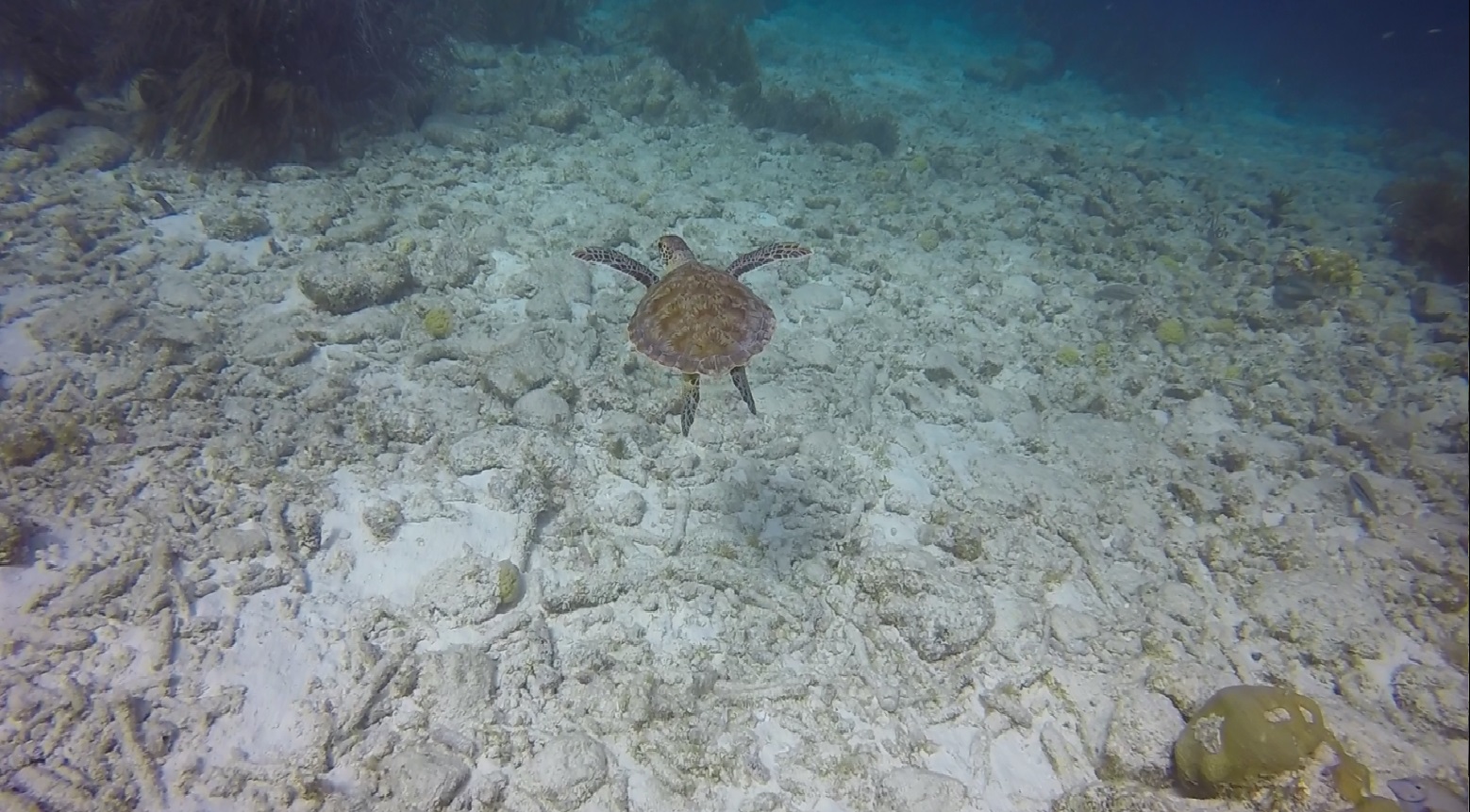 Turtle