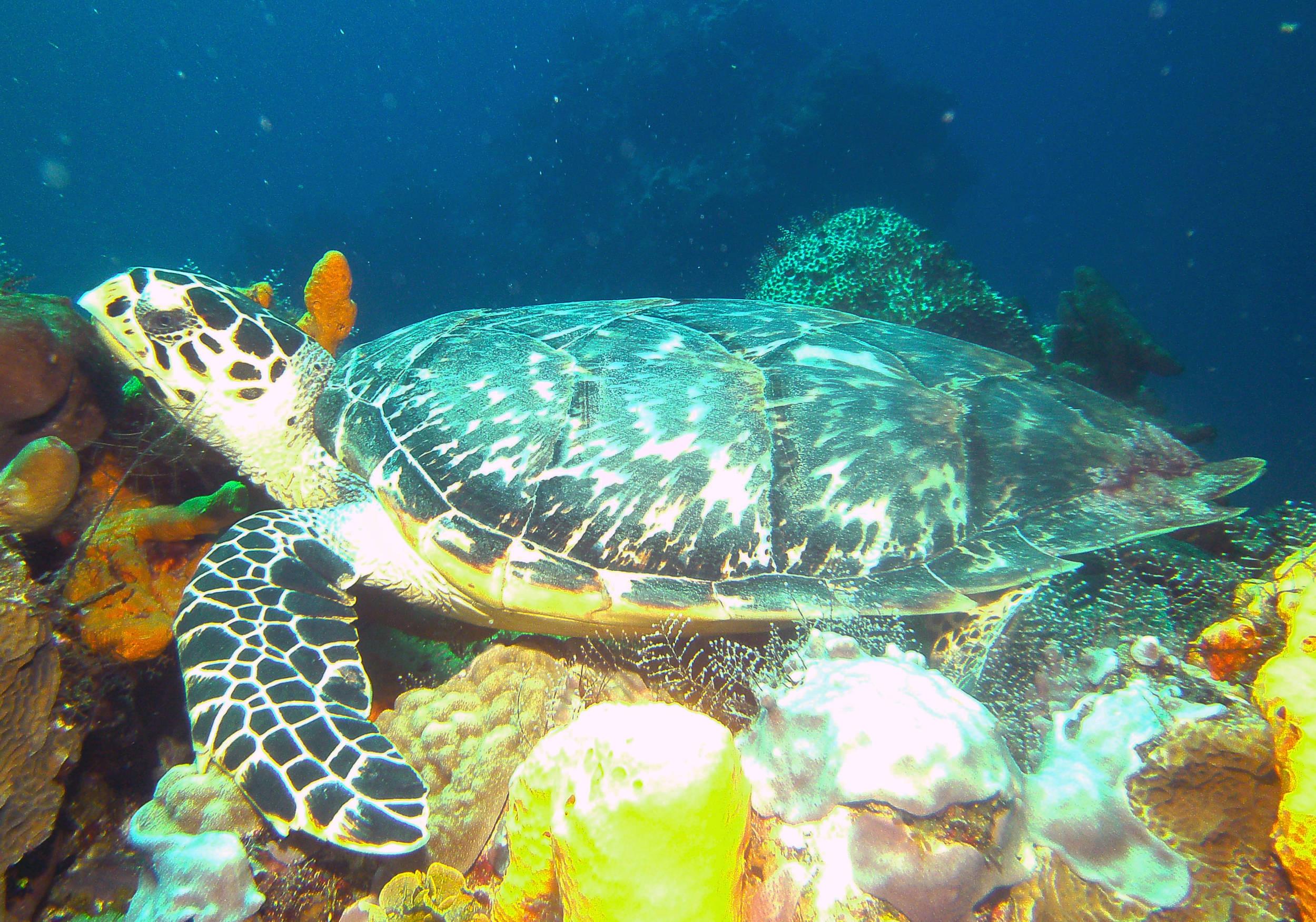 turtle11