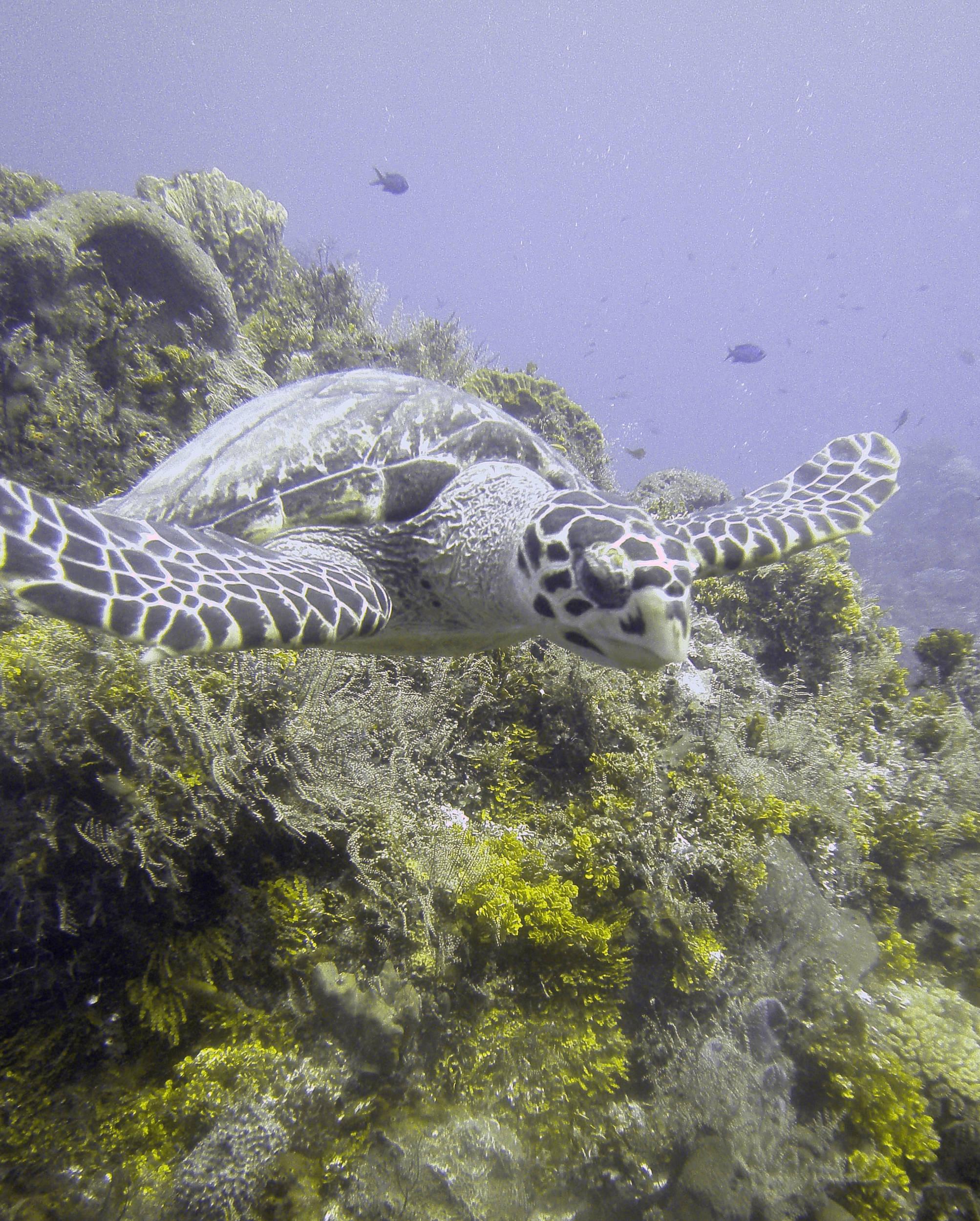 turtle41