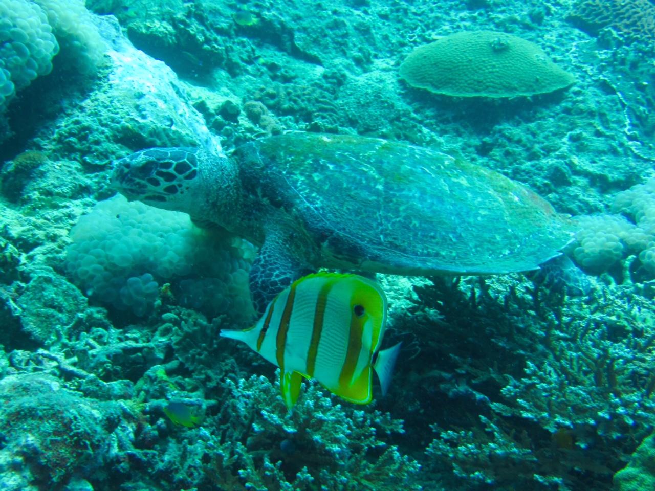 turtle5