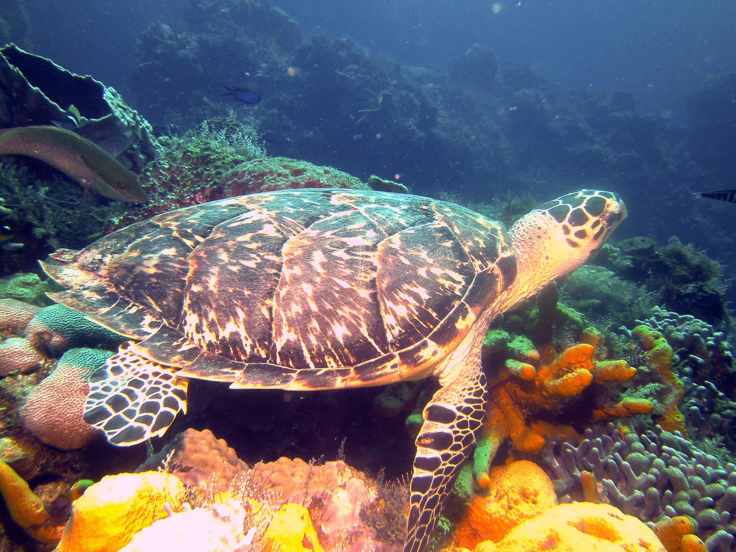 turtle_2