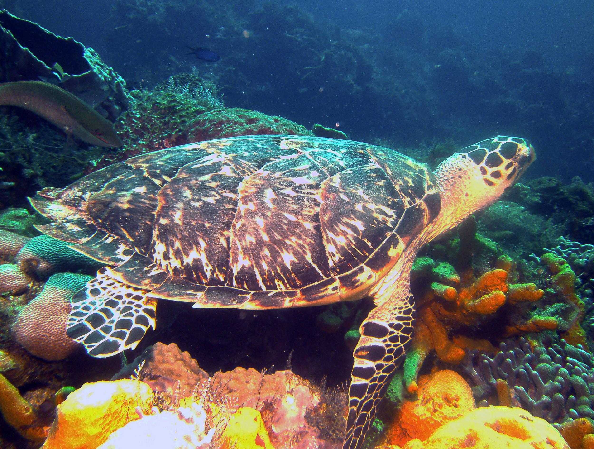 turtle_2a