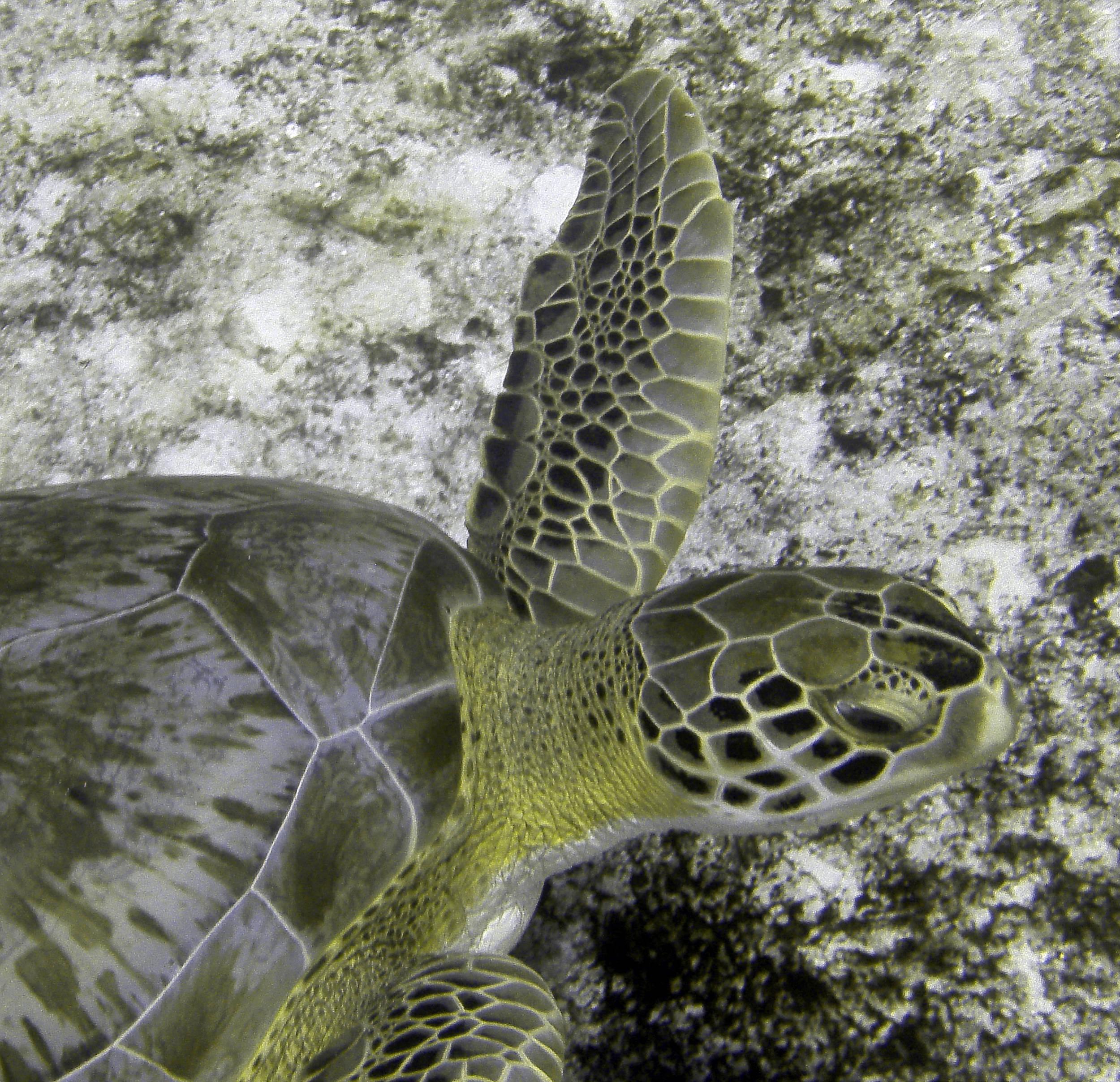 turtle_3