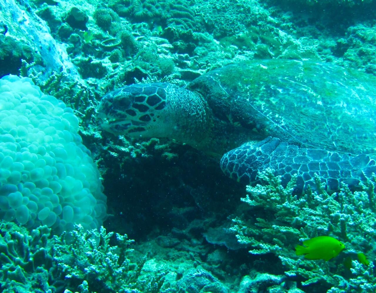 Turtle_at_lunch