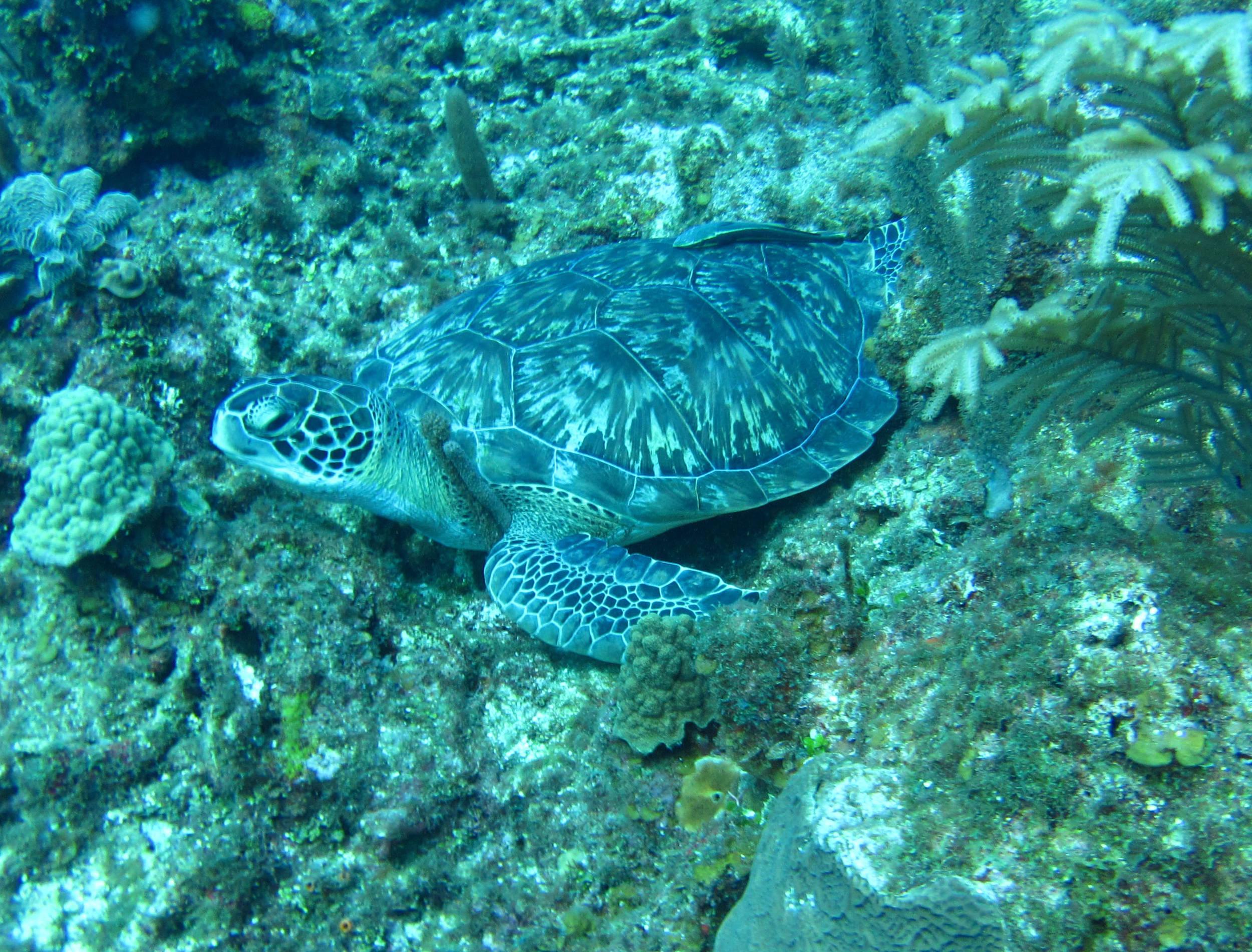 Turtle_IMG_0612-Edit