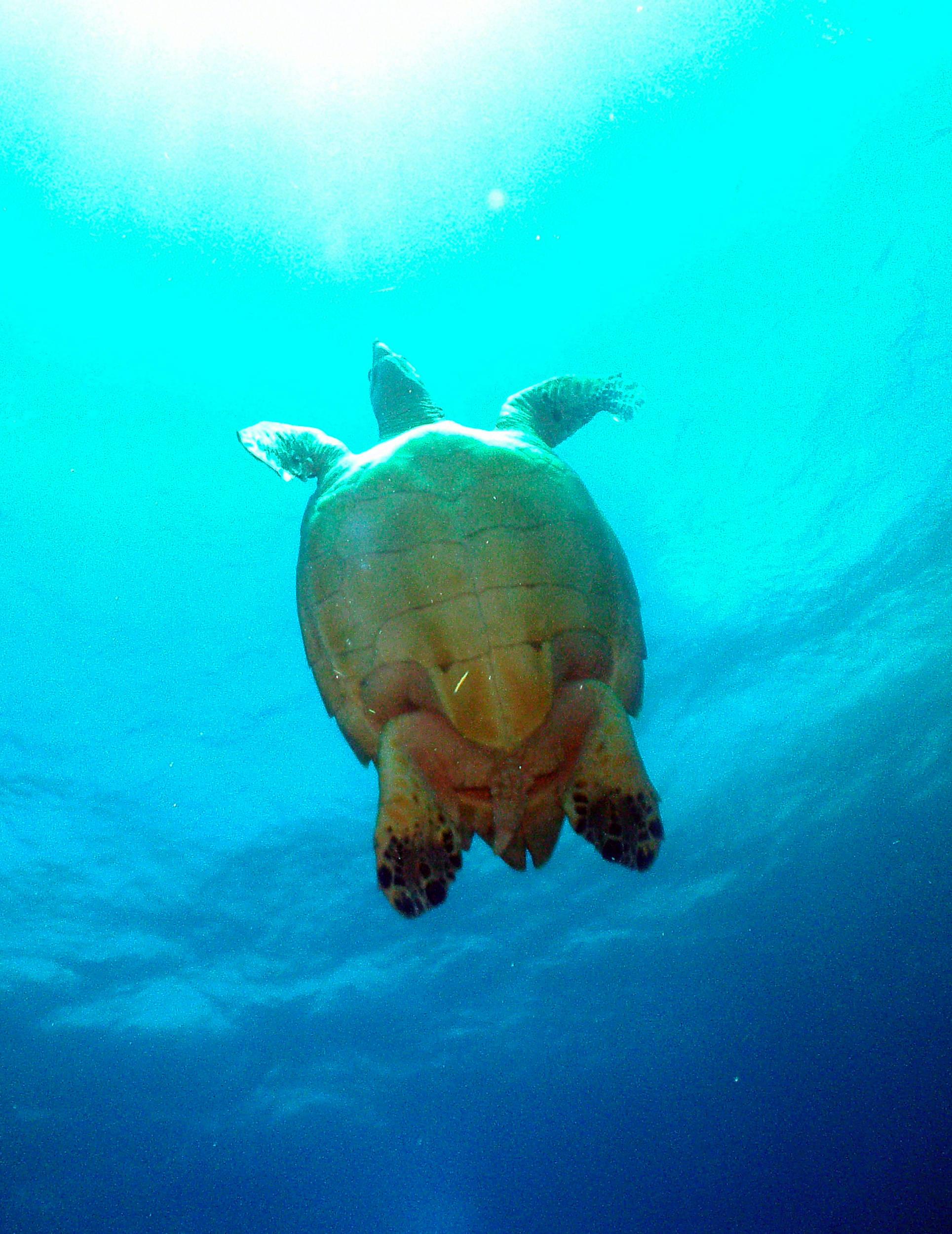 turtle_swimming