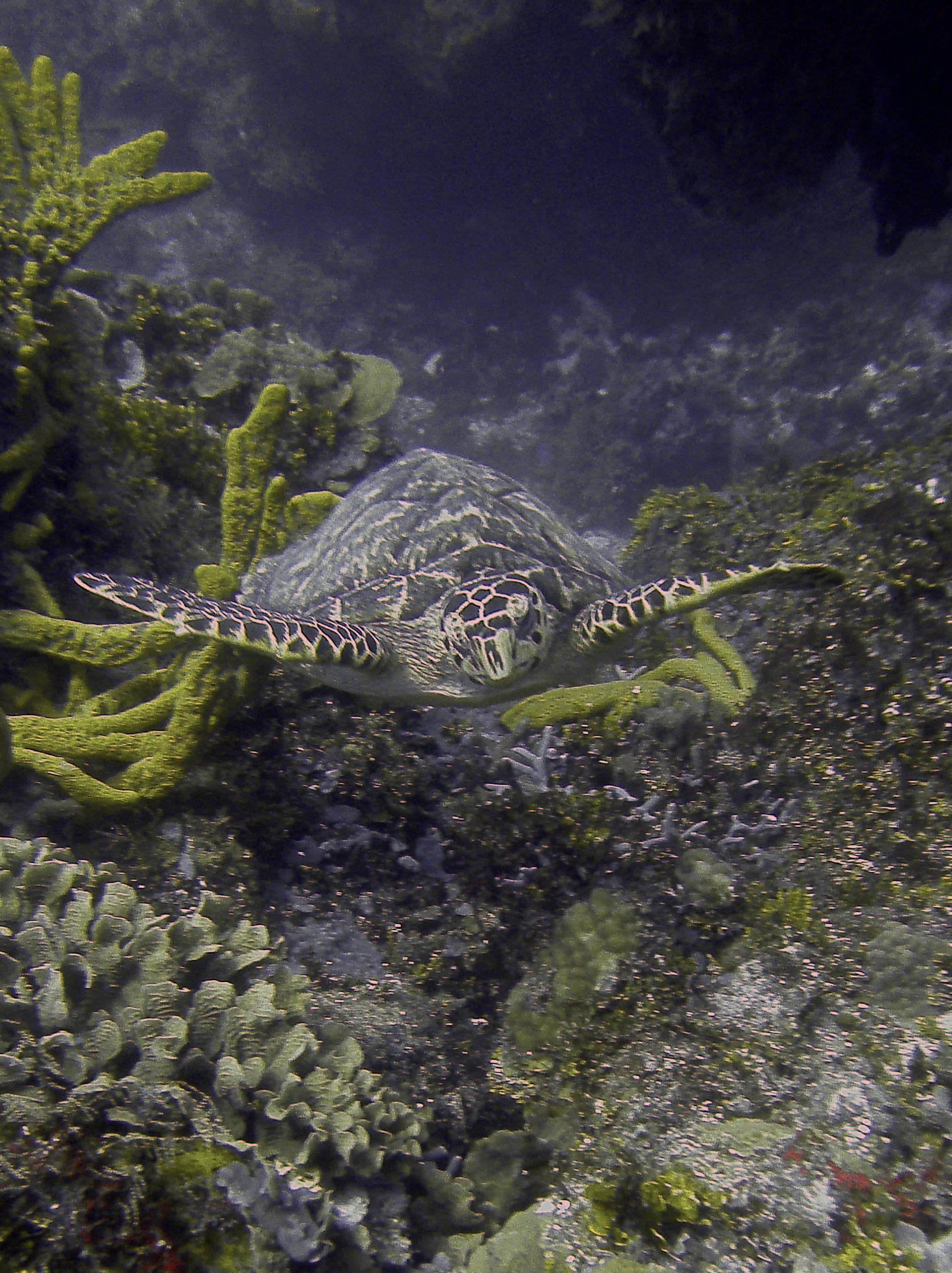turtle_swimming2