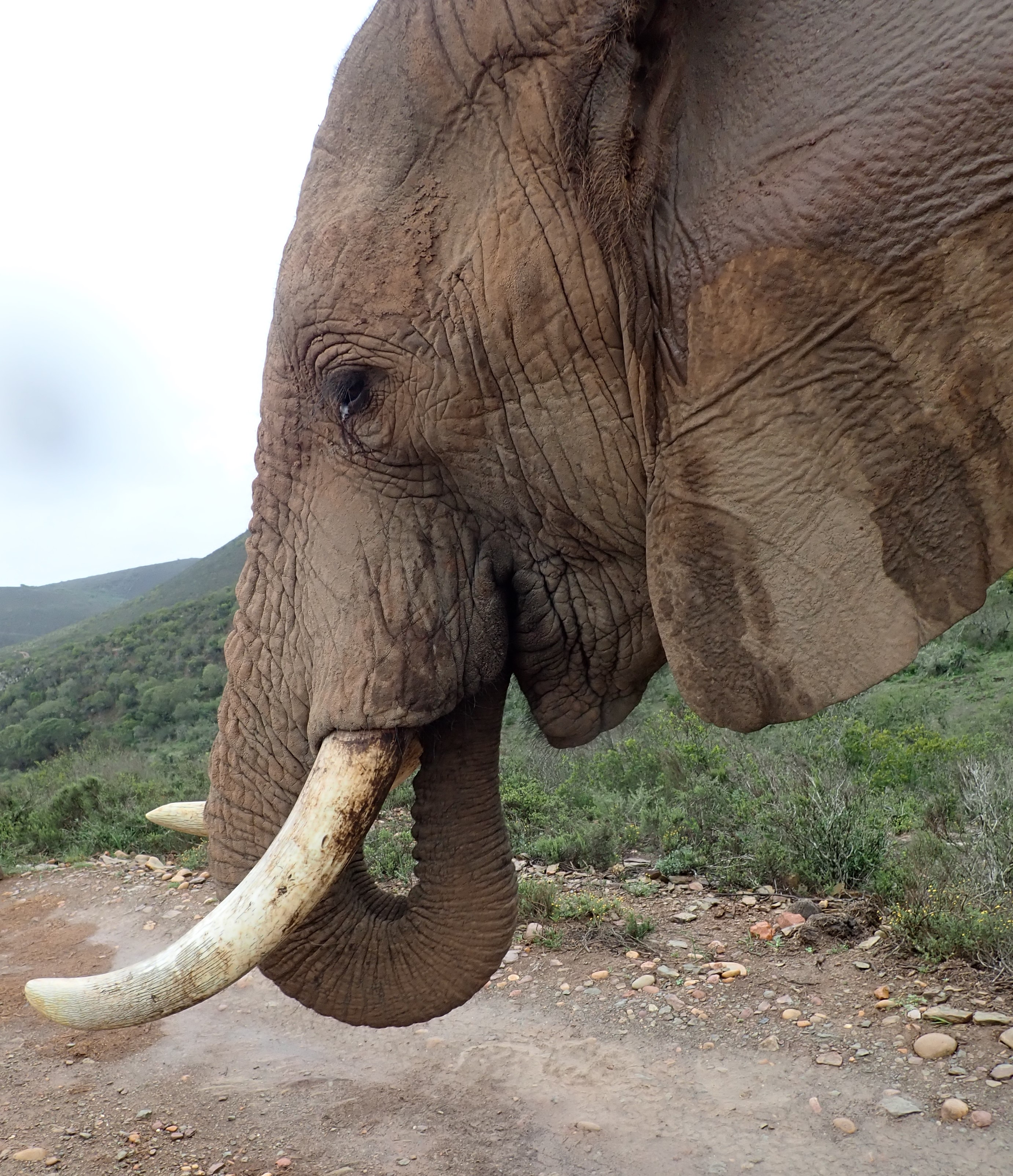 tusker