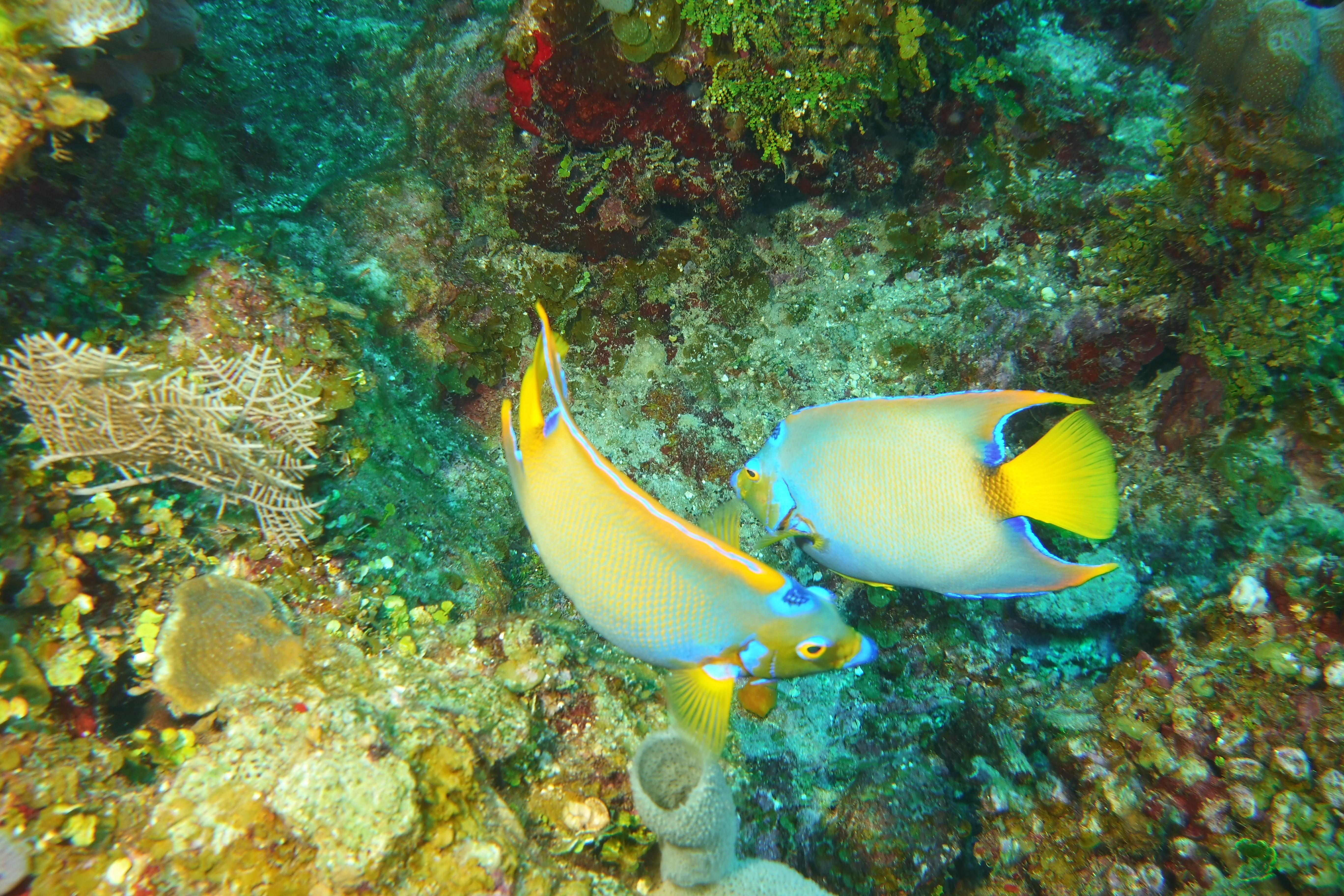 Two angel fish