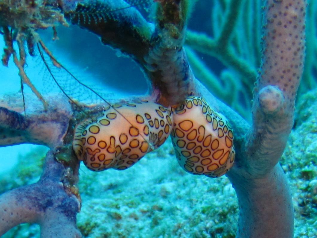 Two Flamingo Tongue 5751