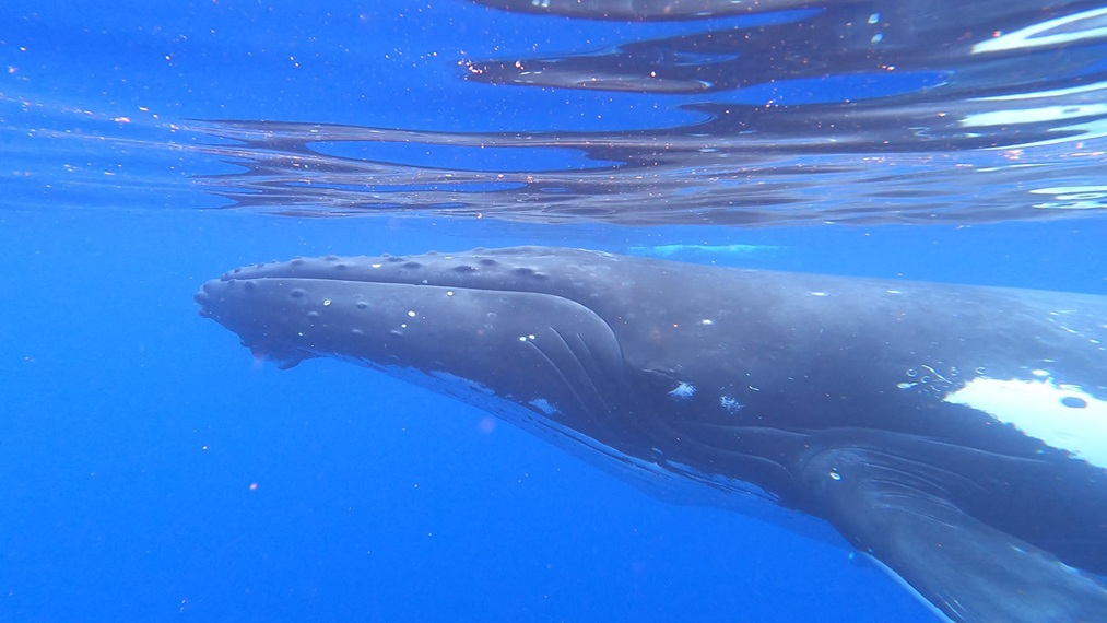 Two humpbacks (one behind)