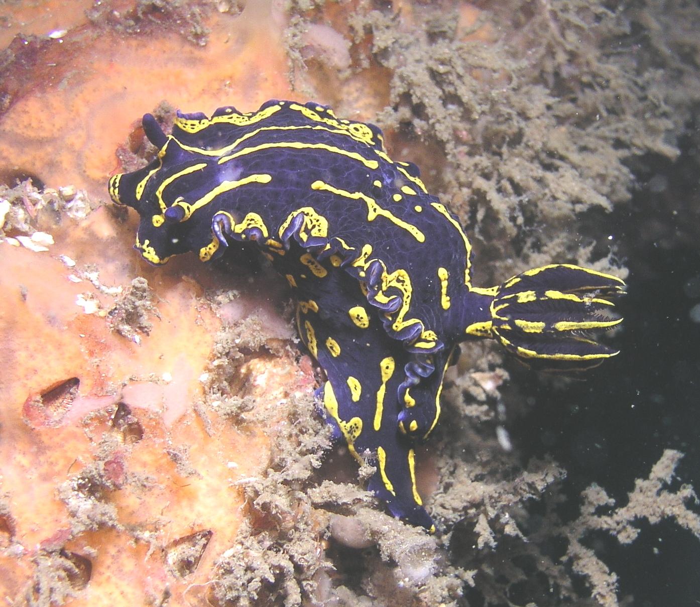 two nudis