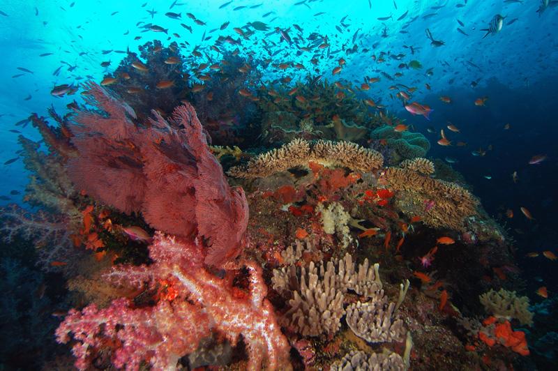 Typical Fiji reefscape