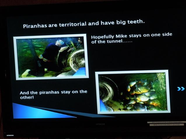 Ummm, piranhas??