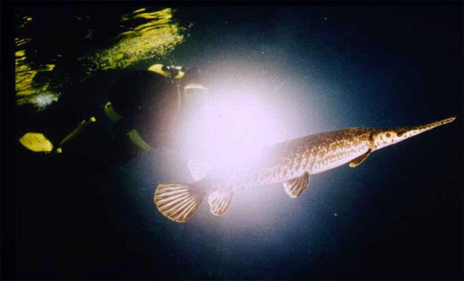 Uncooperative Seahorse