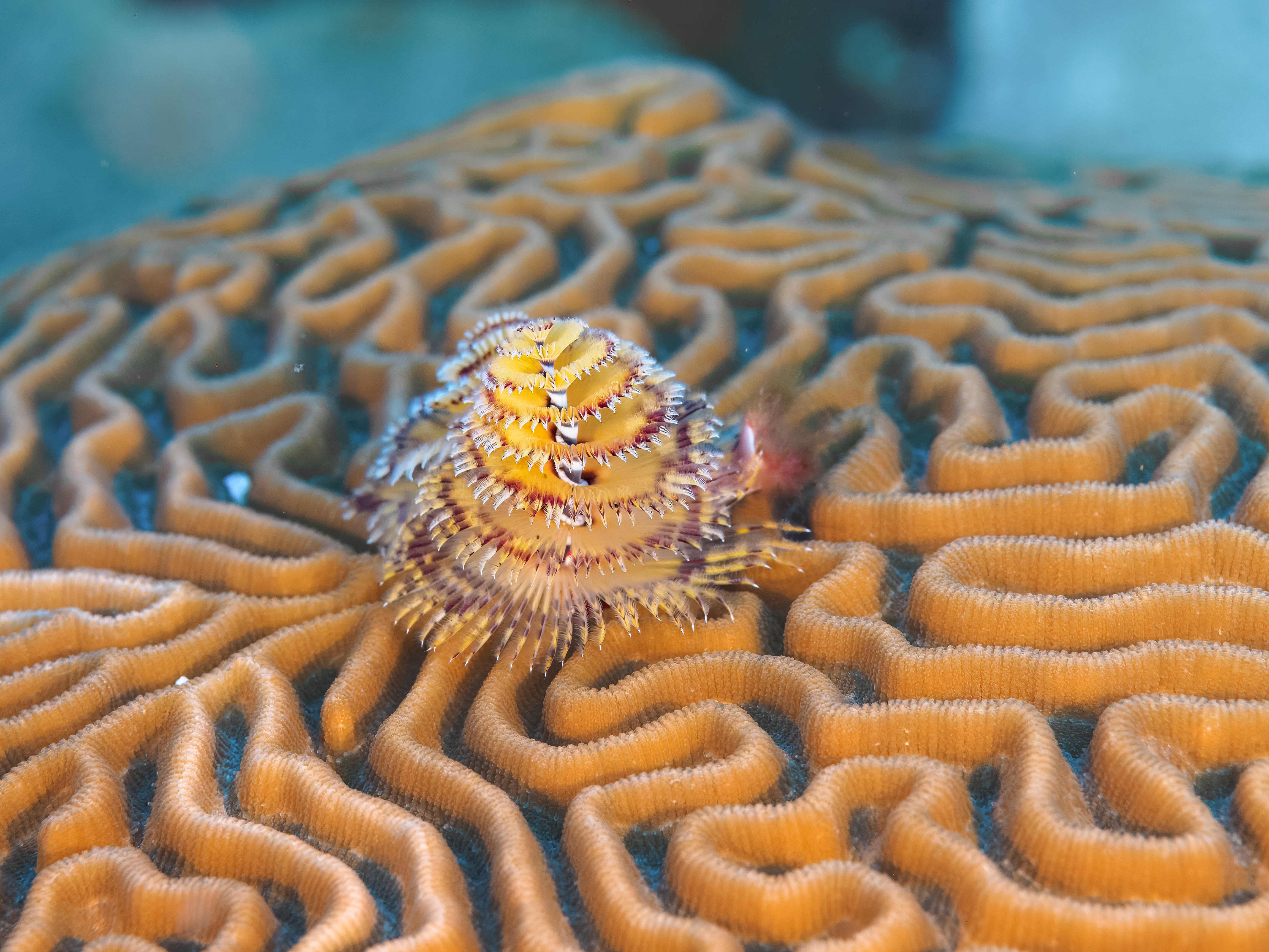 underwater patterns.jpg