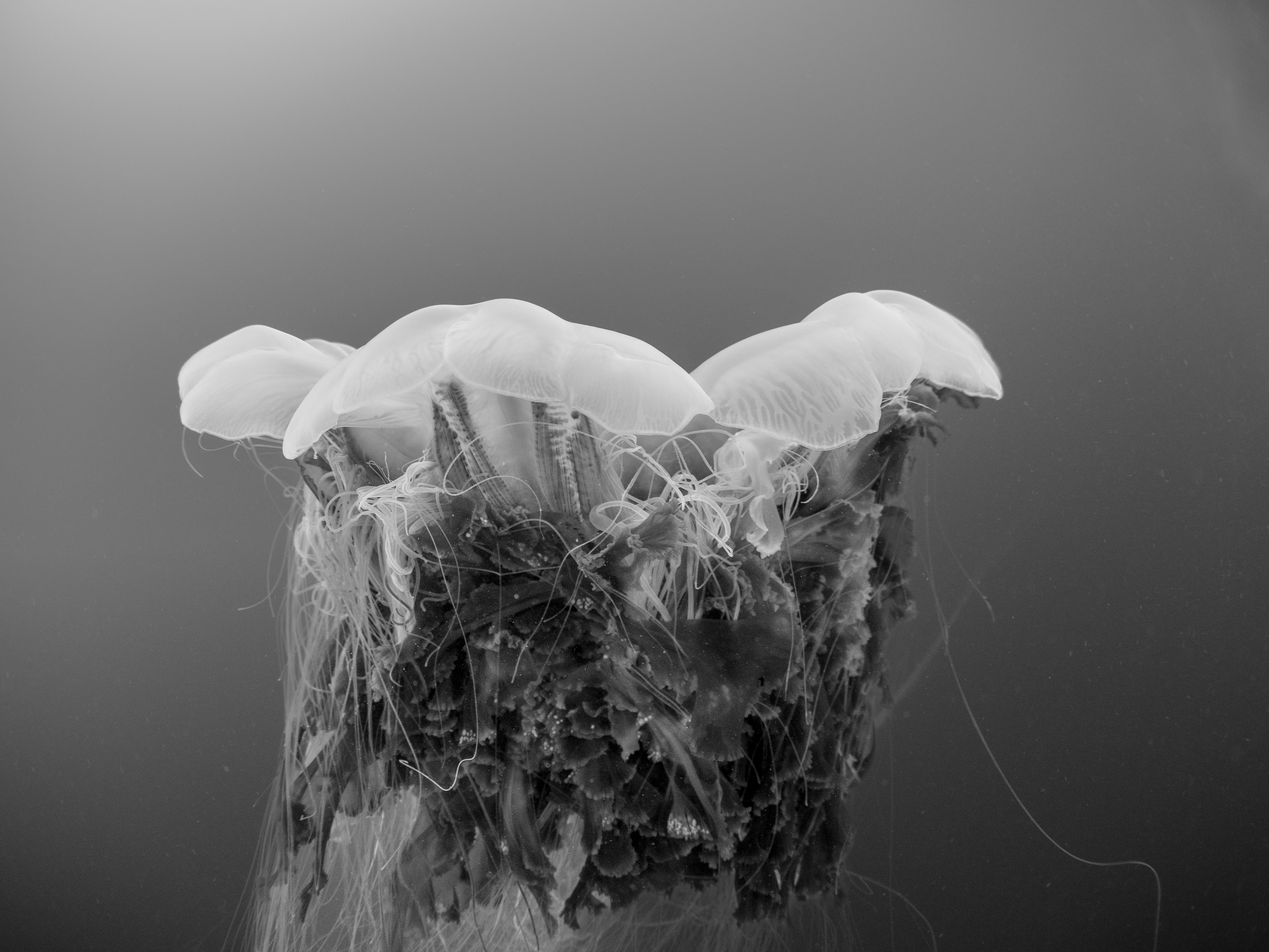 Underwater portraits