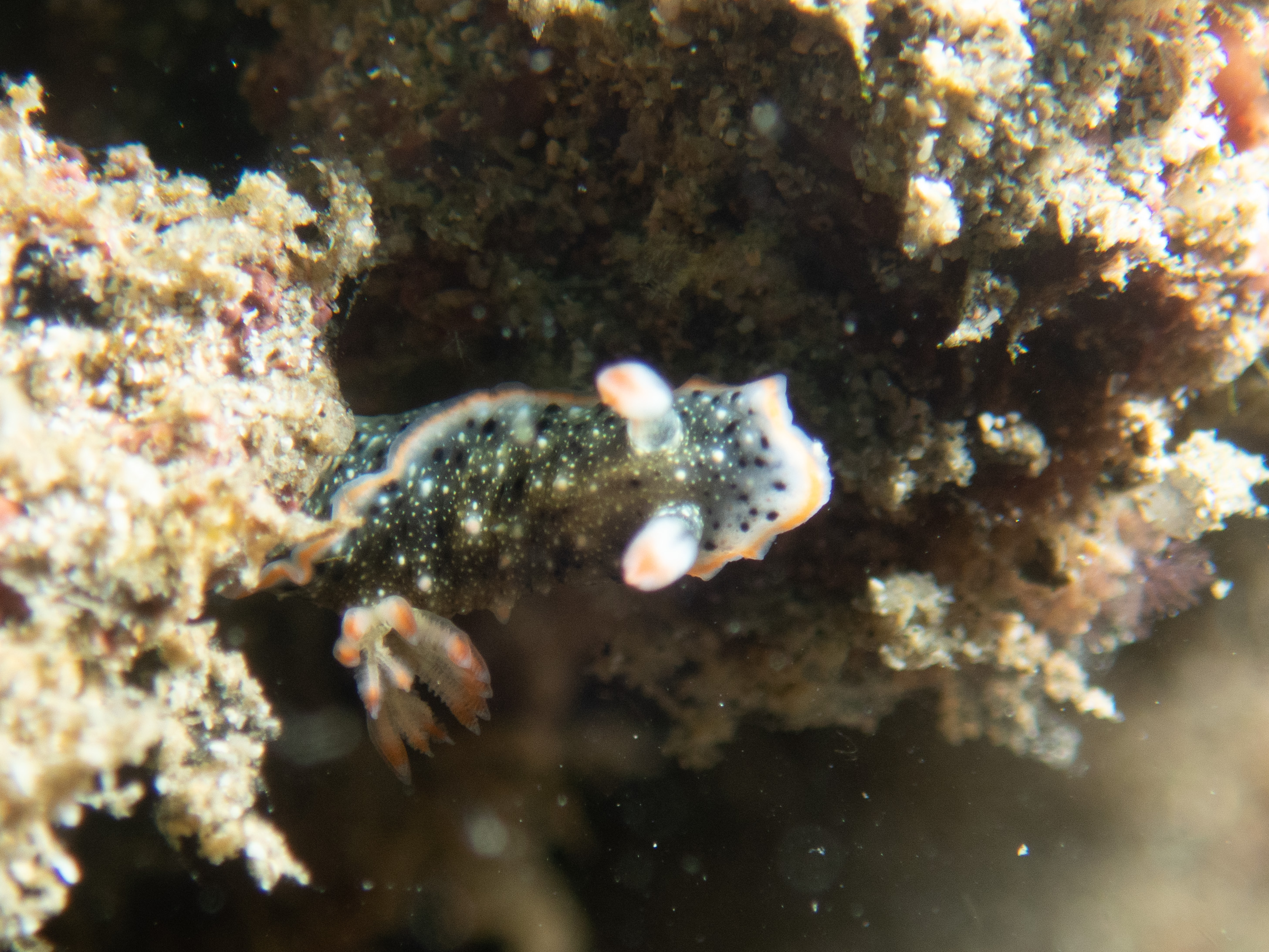 Unknown Nudi