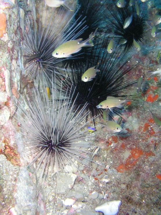 urchin alley
