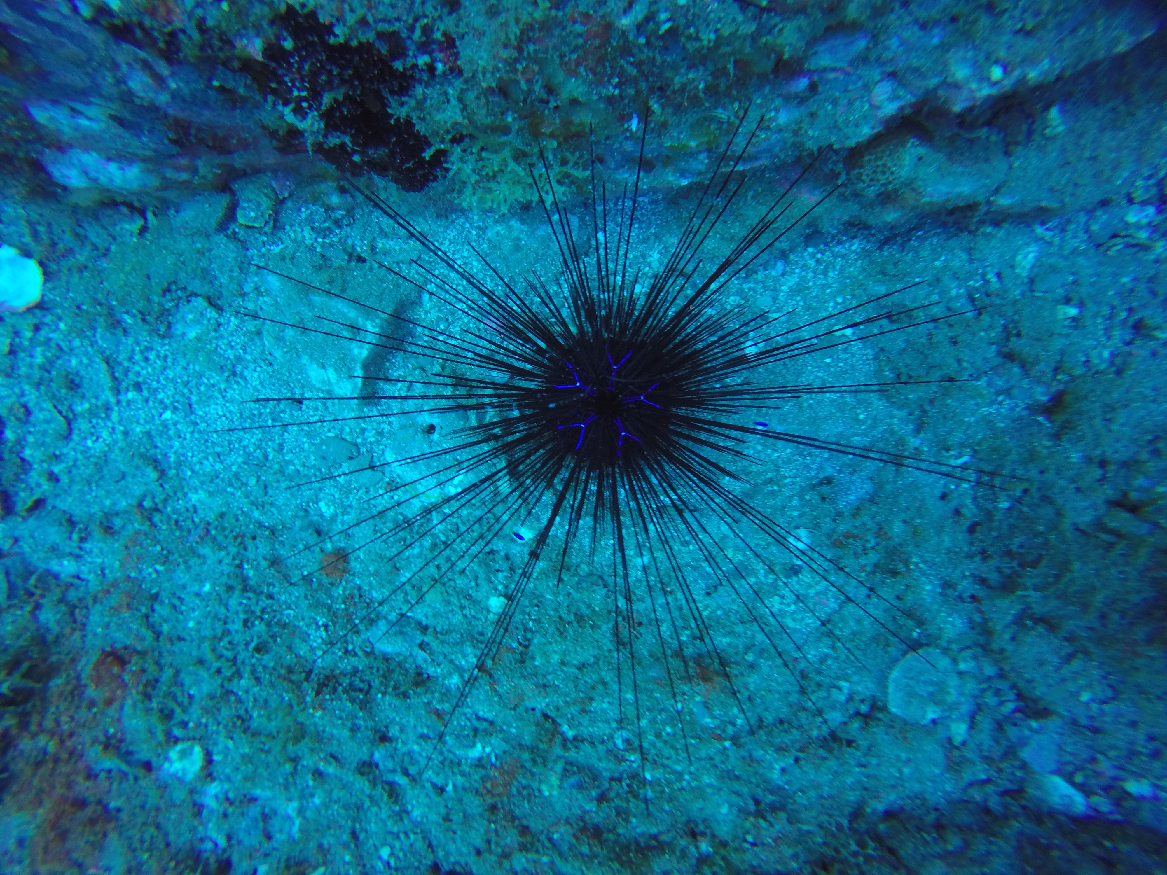 Urchin.JPG