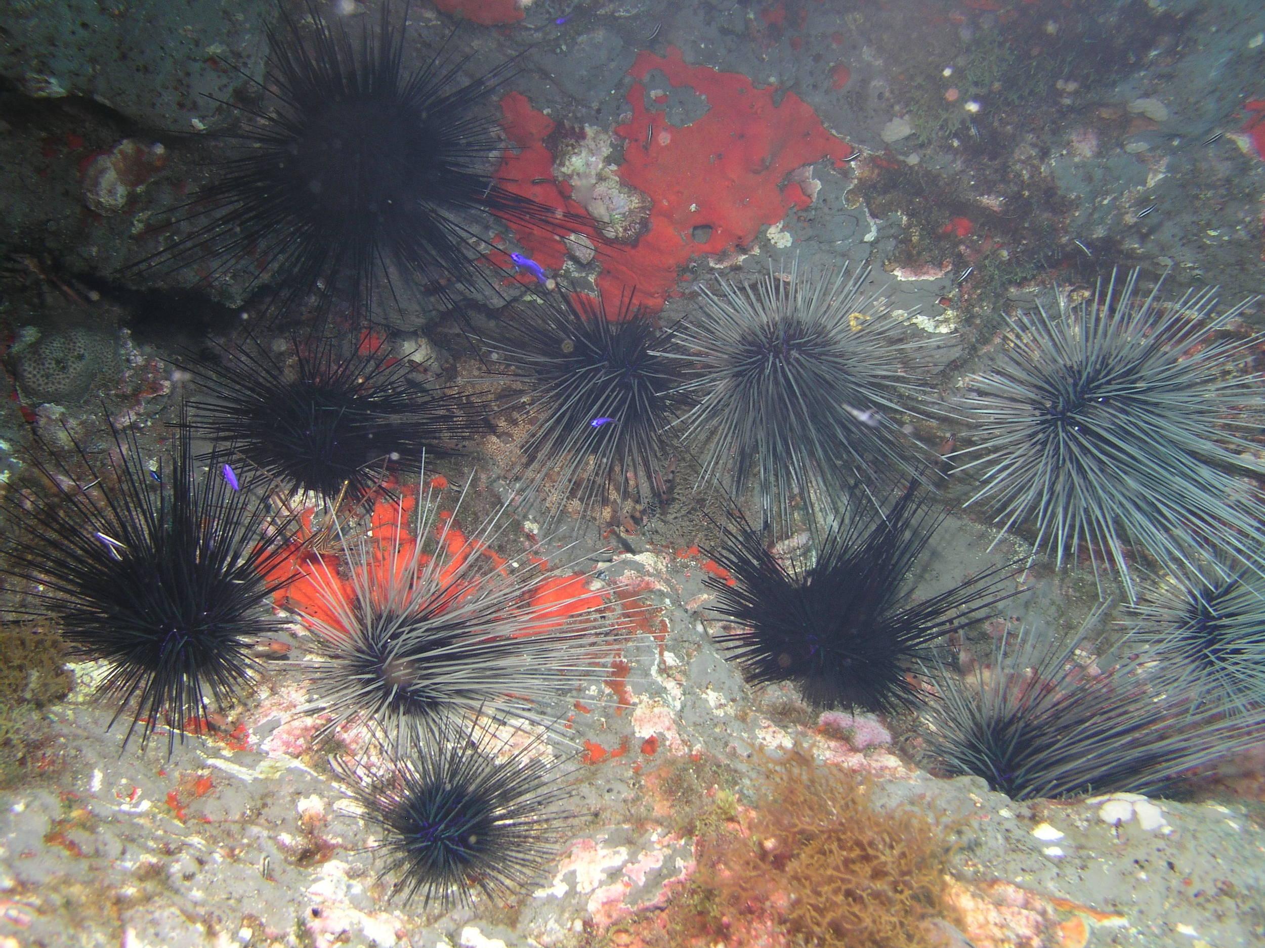 Urchin to go divin'