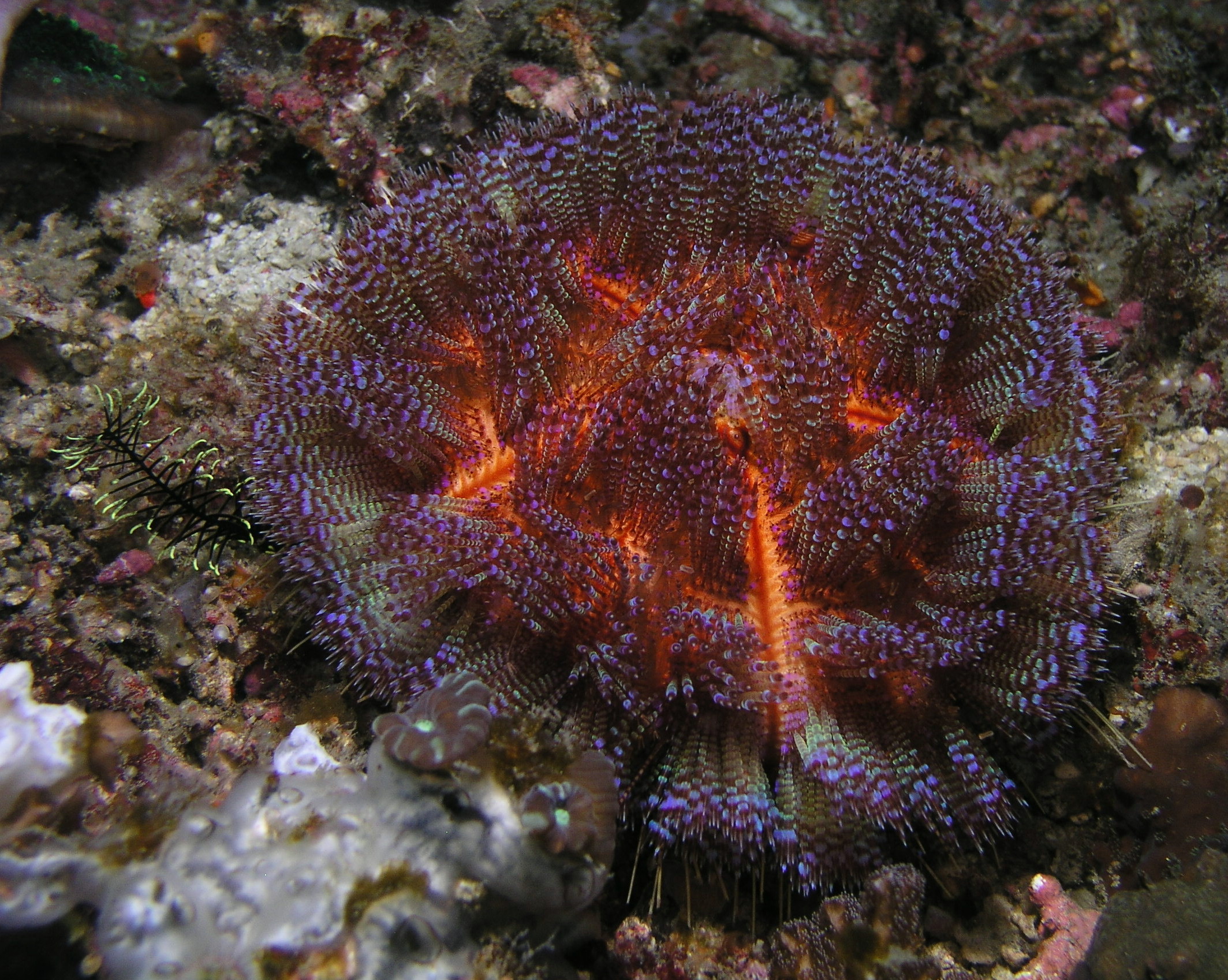 Urchin
