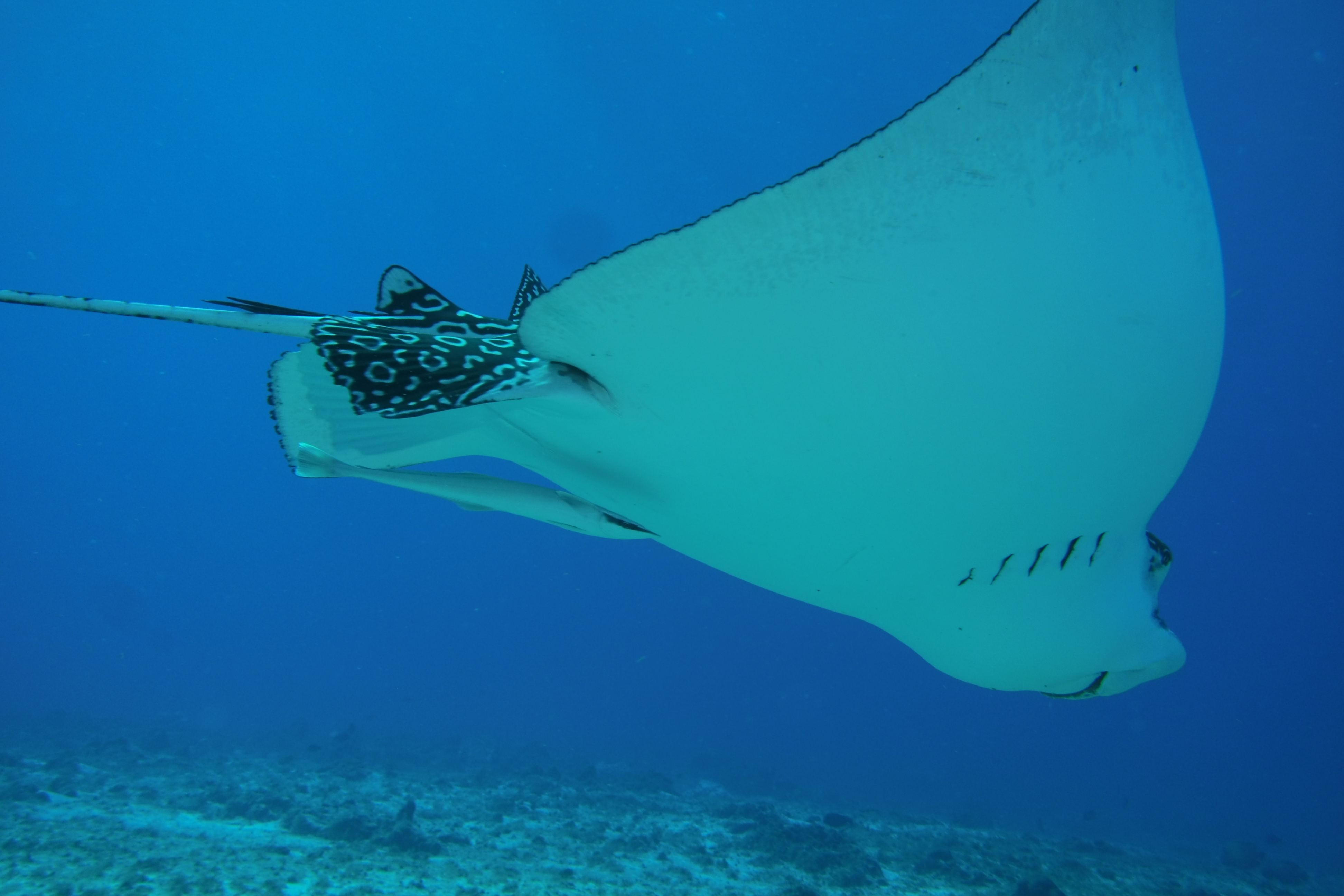 Very large Eagle Ray