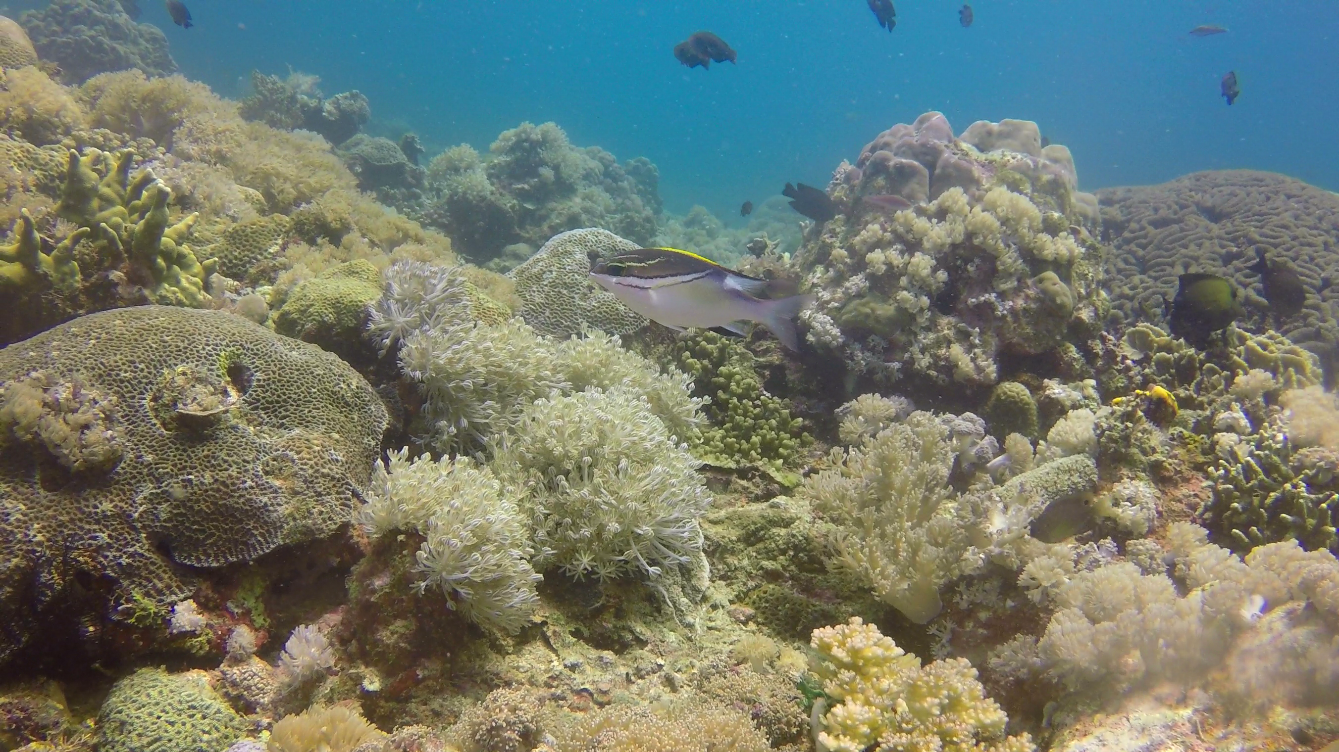 Vlcsnap-2018-04-18-22h17m32s211