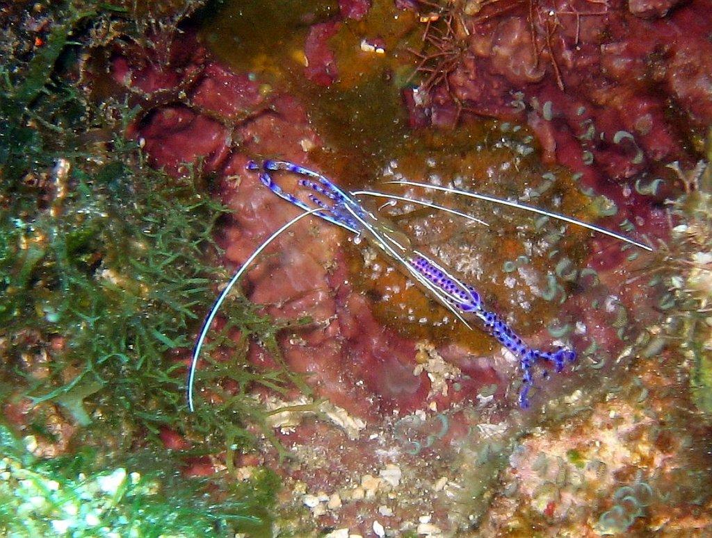 Vortex Springs