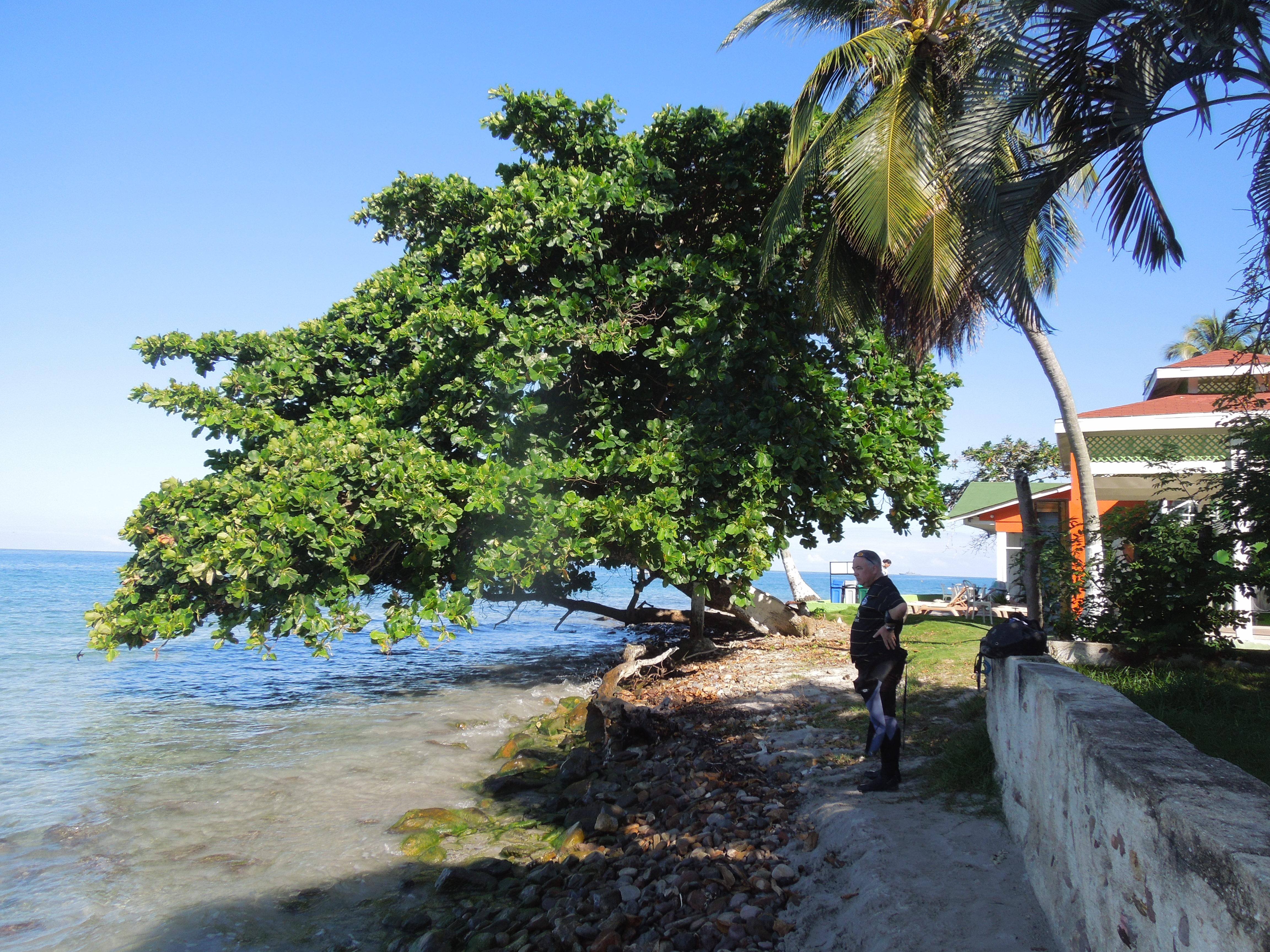 waiting by the almond tree for the dive boat