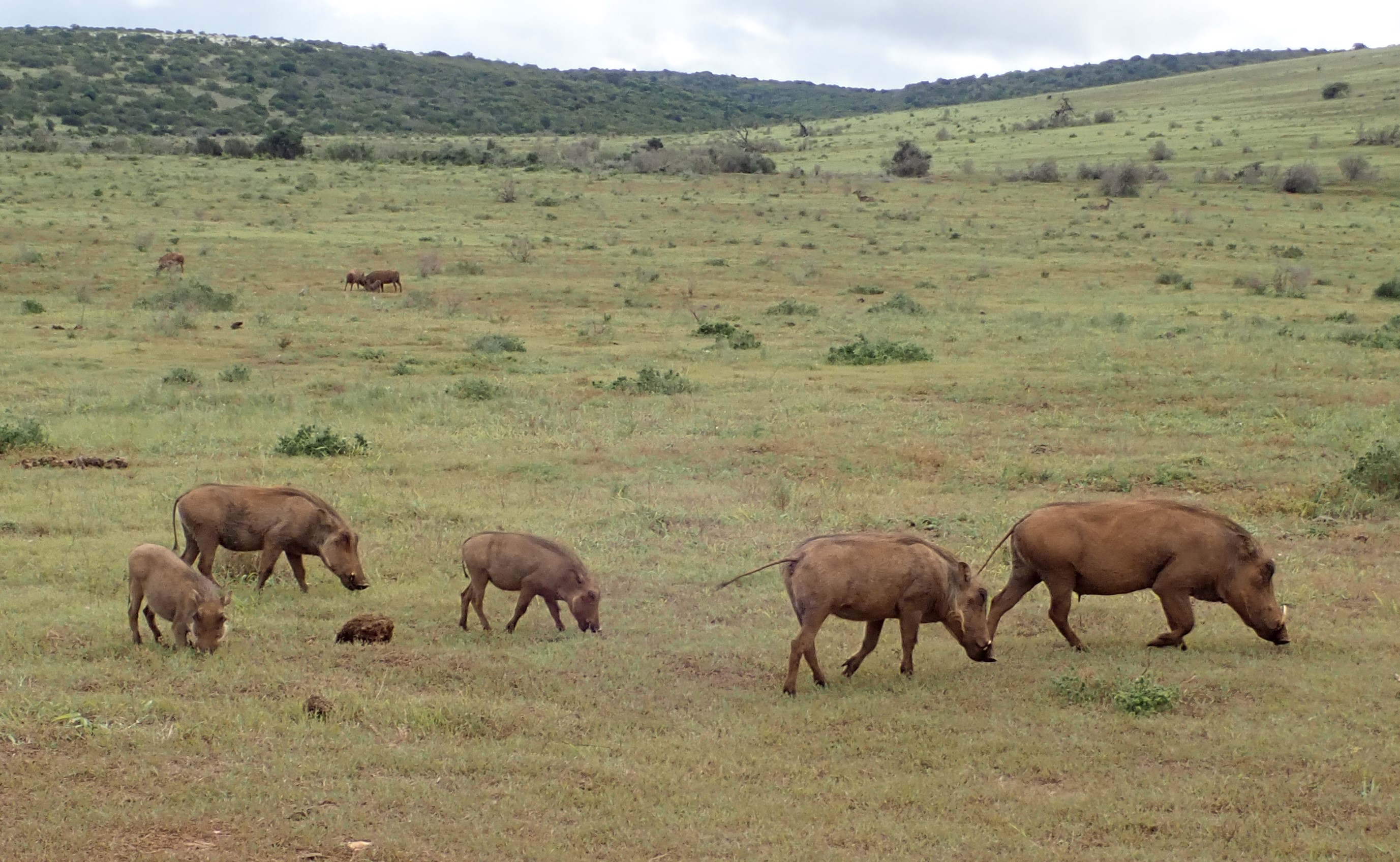 warthogs